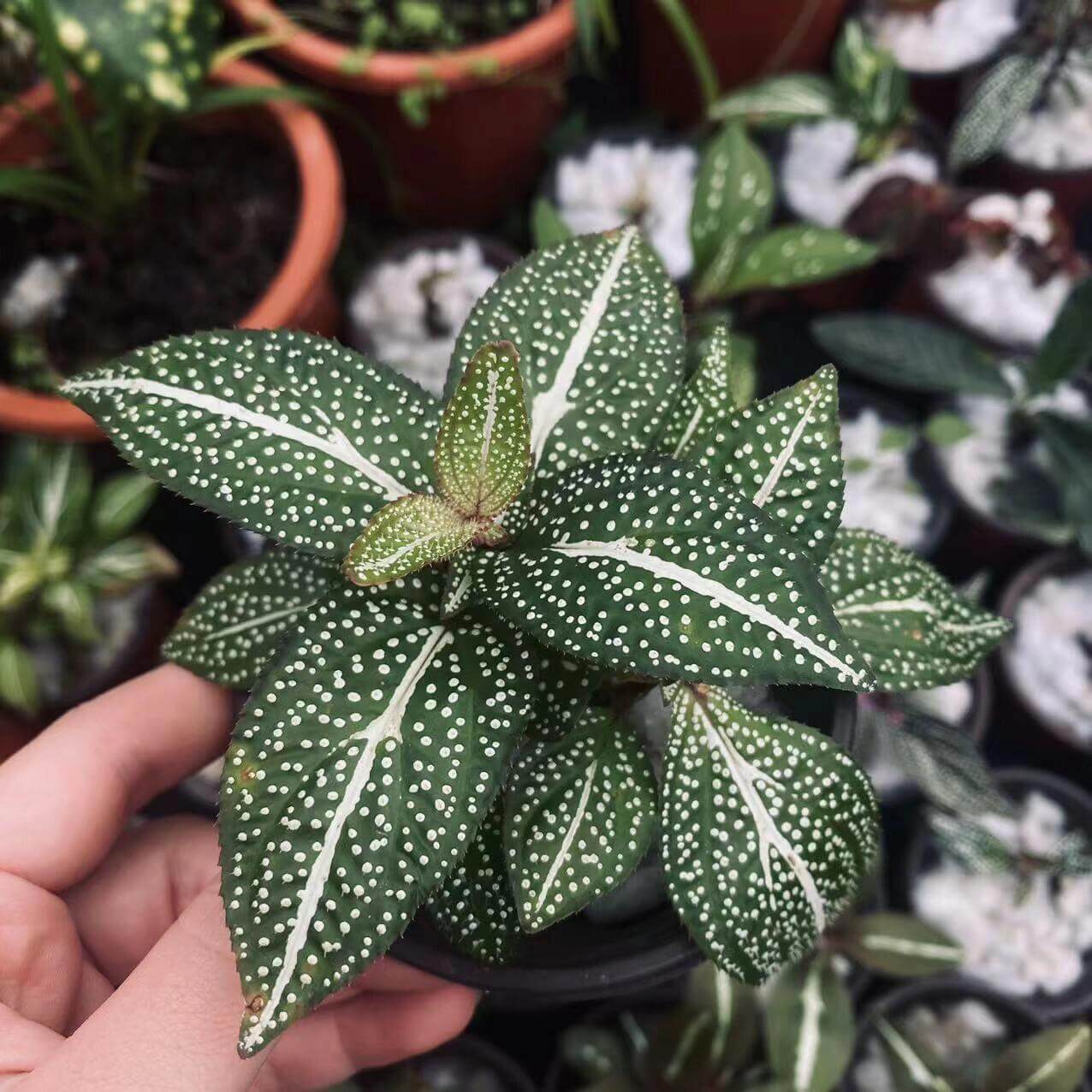 Sonerila sp. "White Veins and Spots" is a stunning species native to Malaysia, known for its striking appearance. The plant features abundant white spots scattered across its green leaves, with a prominent white streak running along the midvein. This unique plant requires high humidity to thrive, making it perfect for terrarium cultivation. If you're looking for a beautiful, low-maintenance plant to add to your collection, Sonerila sp. "White Veins and Spots" is a must-have.