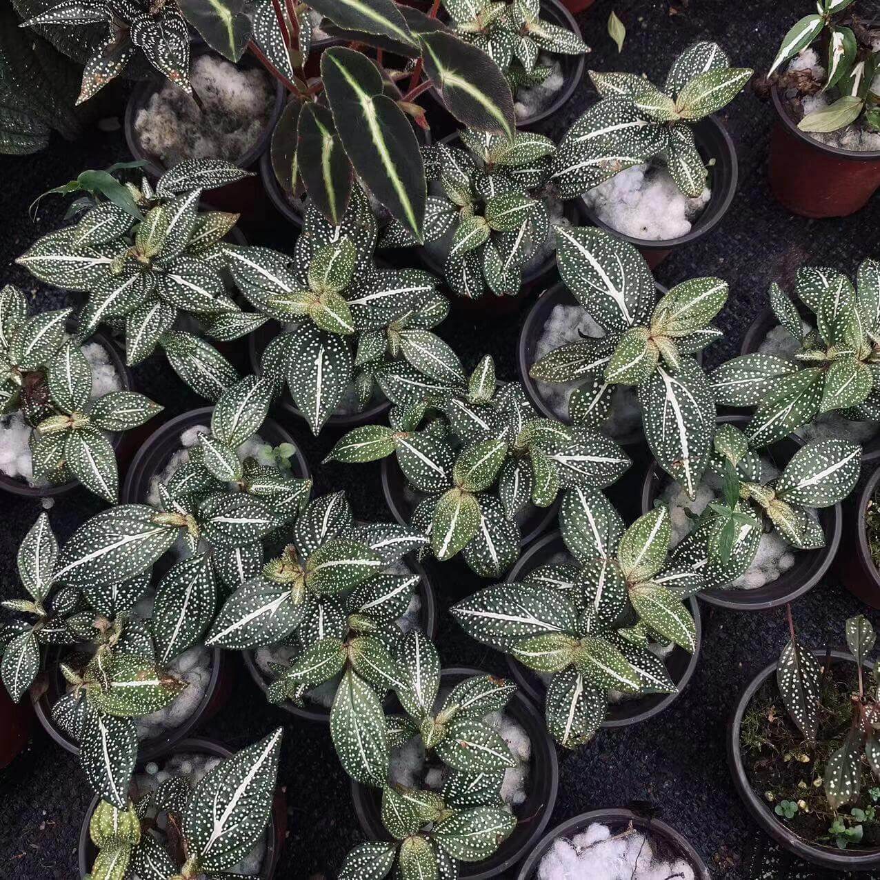 Sonerila sp. "White Veins and Spots" is a stunning species native to Malaysia, known for its striking appearance. The plant features abundant white spots scattered across its green leaves, with a prominent white streak running along the midvein. This unique plant requires high humidity to thrive, making it perfect for terrarium cultivation. If you're looking for a beautiful, low-maintenance plant to add to your collection, Sonerila sp. "White Veins and Spots" is a must-have.