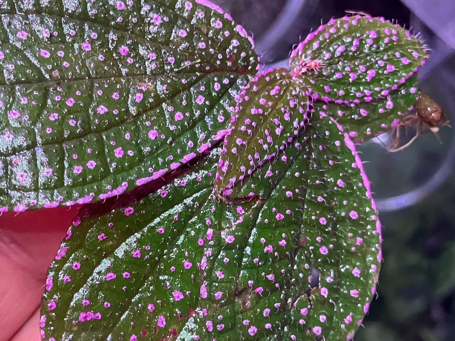 Sonerila sp. 'Pink Spots and Pink Edges' Vietnam, native to Vietnam, boasts vibrant green leaves covered with tiny pink spots and soft pink edges. The surface of the leaves is also slightly fuzzy, adding to its unique texture. Thriving in high-humidity environments, it is perfect for terrariums, where it flourishes under controlled conditions with consistent moisture and indirect light.