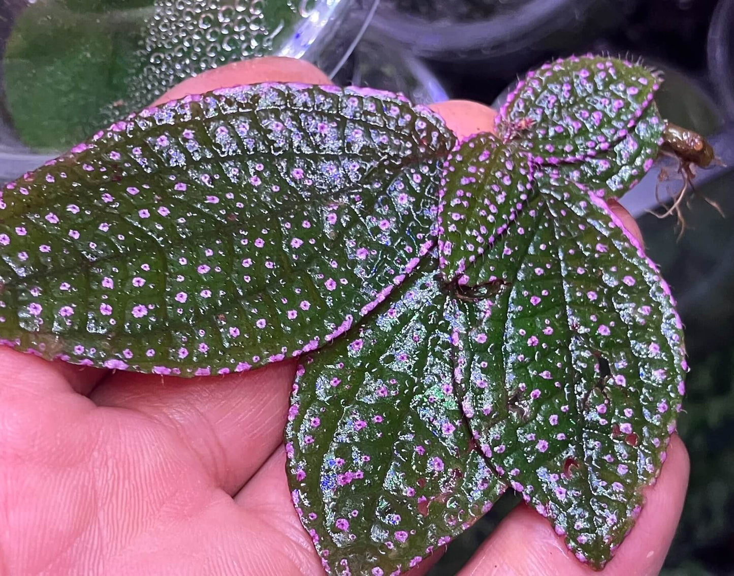 Sonerila sp. 'Pink Spots and Pink Edges' Vietnam, native to Vietnam, boasts vibrant green leaves covered with tiny pink spots and soft pink edges. The surface of the leaves is also slightly fuzzy, adding to its unique texture. Thriving in high-humidity environments, it is perfect for terrariums, where it flourishes under controlled conditions with consistent moisture and indirect light.