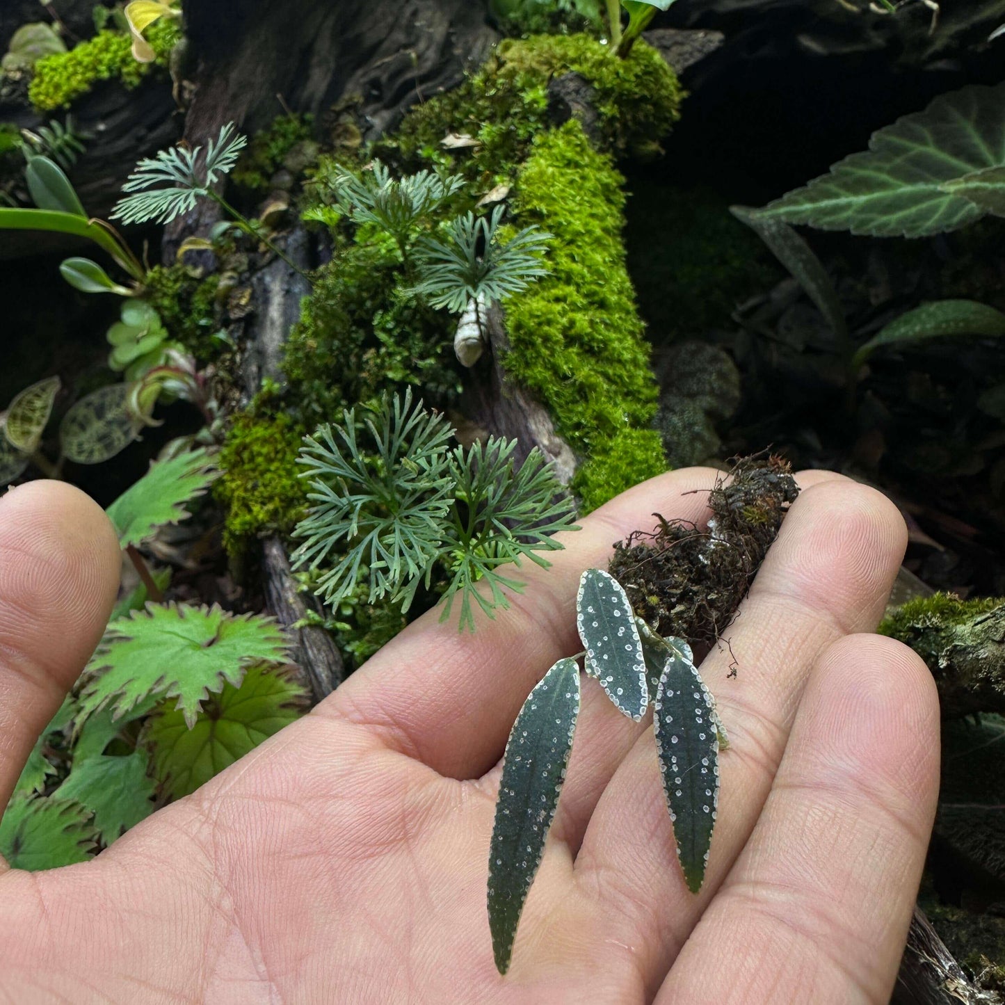 Selliguea albidosquamata, commonly known as the Silver‑Scaled Fern or Starry Night Fern, is an intriguing epiphytic species in the Polypodiaceae family.