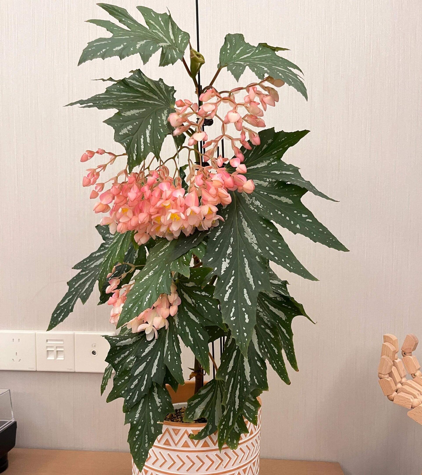 Begonia ‘Sophie Cecile’ (also known as ‘Sophia’ in some contexts) is a striking cane-stem or “angel wing” begonia cultivar first created by hybridizer Belva Nelson Kusler in 1961, via a cross between Begonia ‘Lenore Olivier’ and Begonia aconitifolia.