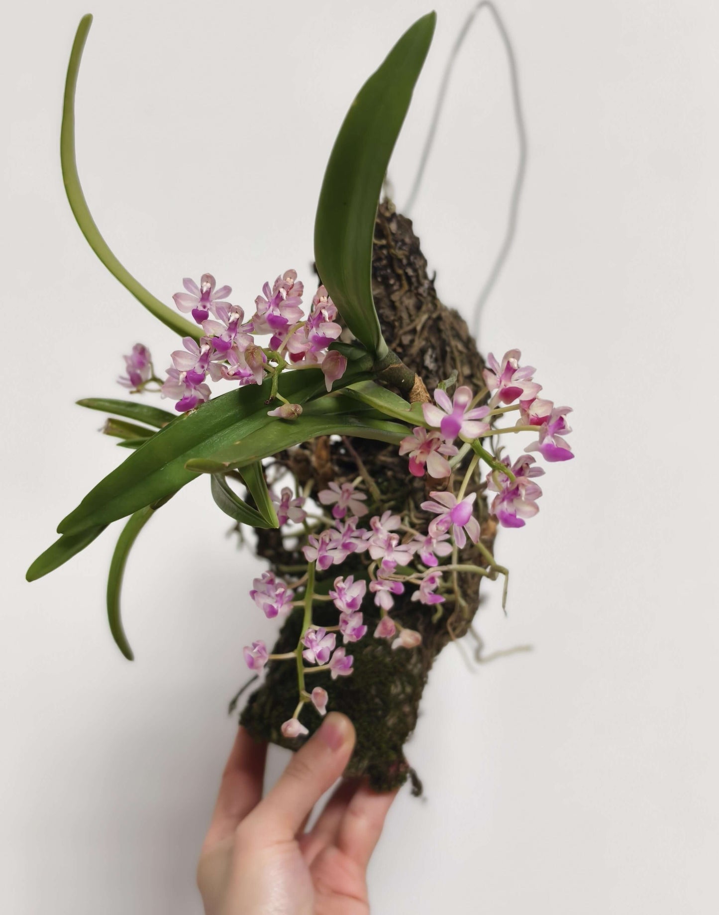 Stereochilus xiaoi is a rare and diminutive epiphytic orchid native to southern China, particularly the Yunnan region. It was first described in 2010 by H. Jiang and Y. Zhang in Wild Orchids of Yunnan.