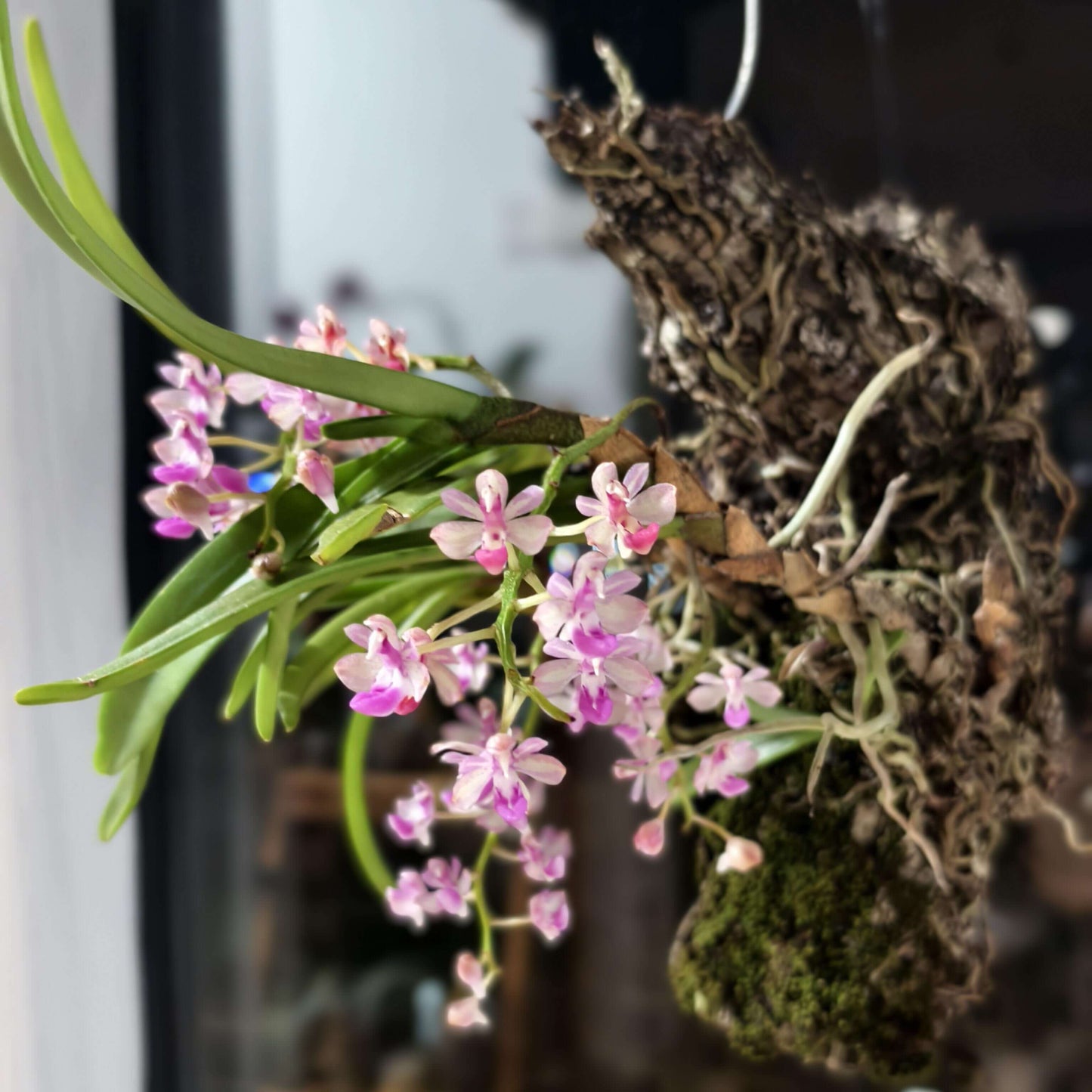 Stereochilus xiaoi is a rare and diminutive epiphytic orchid native to southern China, particularly the Yunnan region. It was first described in 2010 by H. Jiang and Y. Zhang in Wild Orchids of Yunnan.