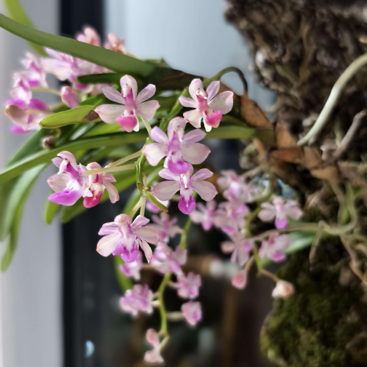 Stereochilus xiaoi is a rare and diminutive epiphytic orchid native to southern China, particularly the Yunnan region. It was first described in 2010 by H. Jiang and Y. Zhang in Wild Orchids of Yunnan.