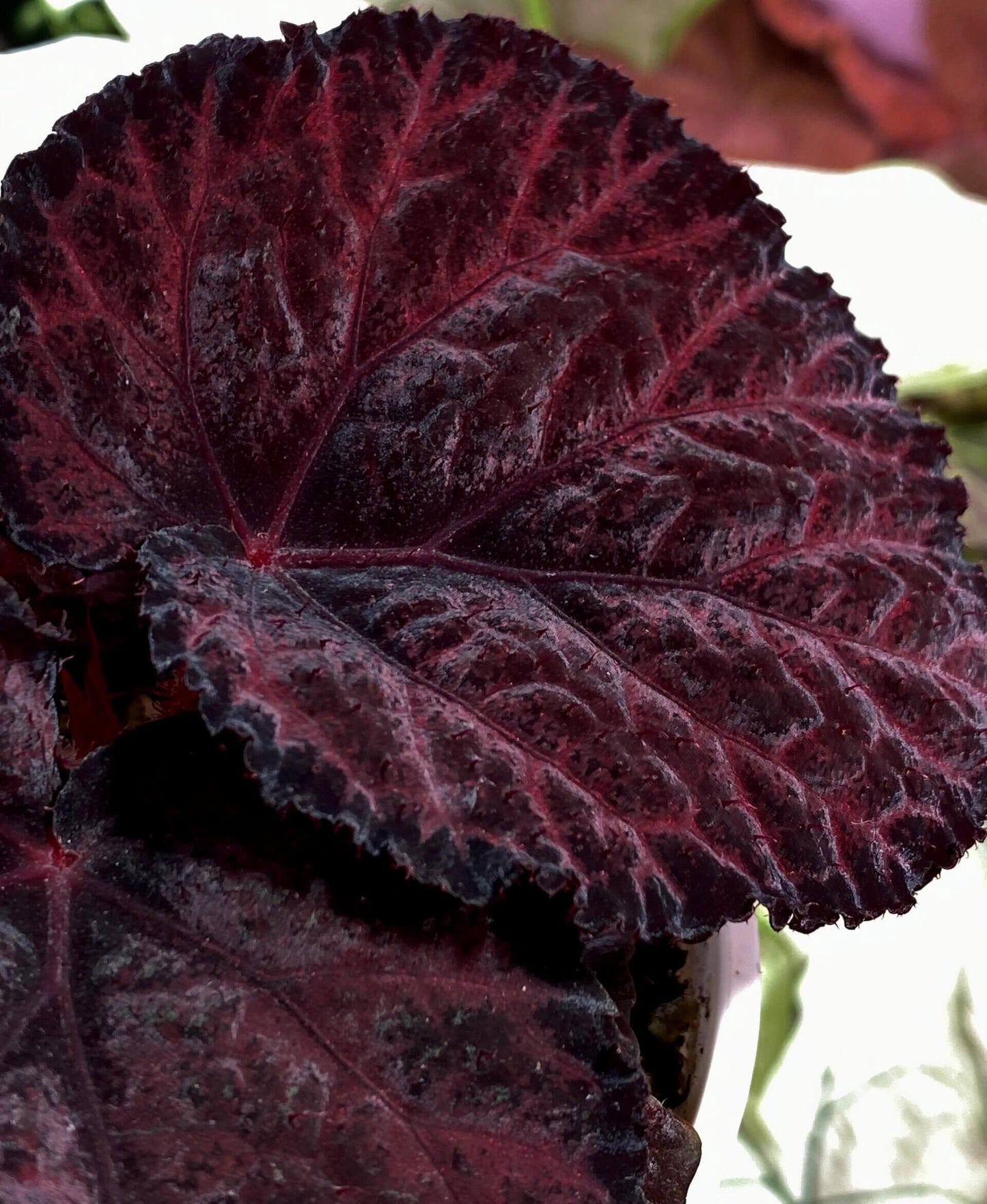 Begonia ‘Knowing’ features striking foliage with a dramatic dark palette. The leaves display a deep burgundy wine-red color overall, while the center is even darker—nearly black—creating a bold focal point. Toward the edges, the leaf transitions again into a black, velvety rim, giving it a defined and almost shadowed outline.