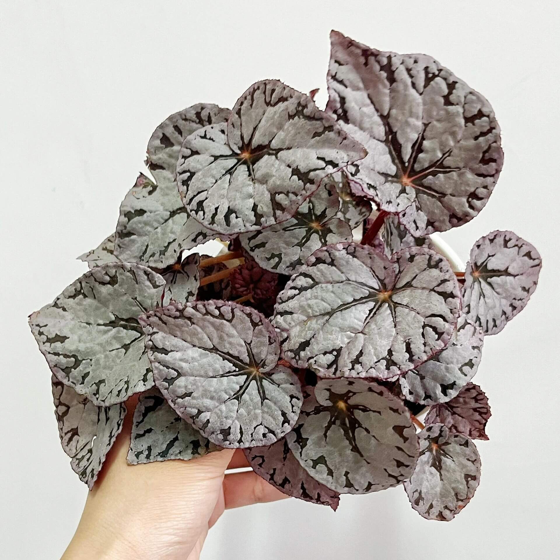 Begonia Silver Dollar is a highly sought-after begonia variety, admired for its unique leaf patterns and colors. The leaves are nearly round and feature a beautiful silver surface with green and purple markings, resembling a silver coin—hence the name. This striking foliage adds an elegant touch to any indoor garden or plant collection.