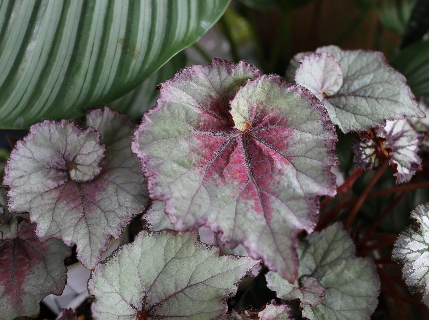 The Begonia Amor features stunning heart-shaped leaves in a vibrant silver-green hue, accented with deep red and pink patterns at the center. The edges are delicately outlined with a dark purple trim, enhancing the contrast and making this plant a striking addition to any collection. The surface of the leaves has a subtle texture, adding depth and beauty to the overall appearance.