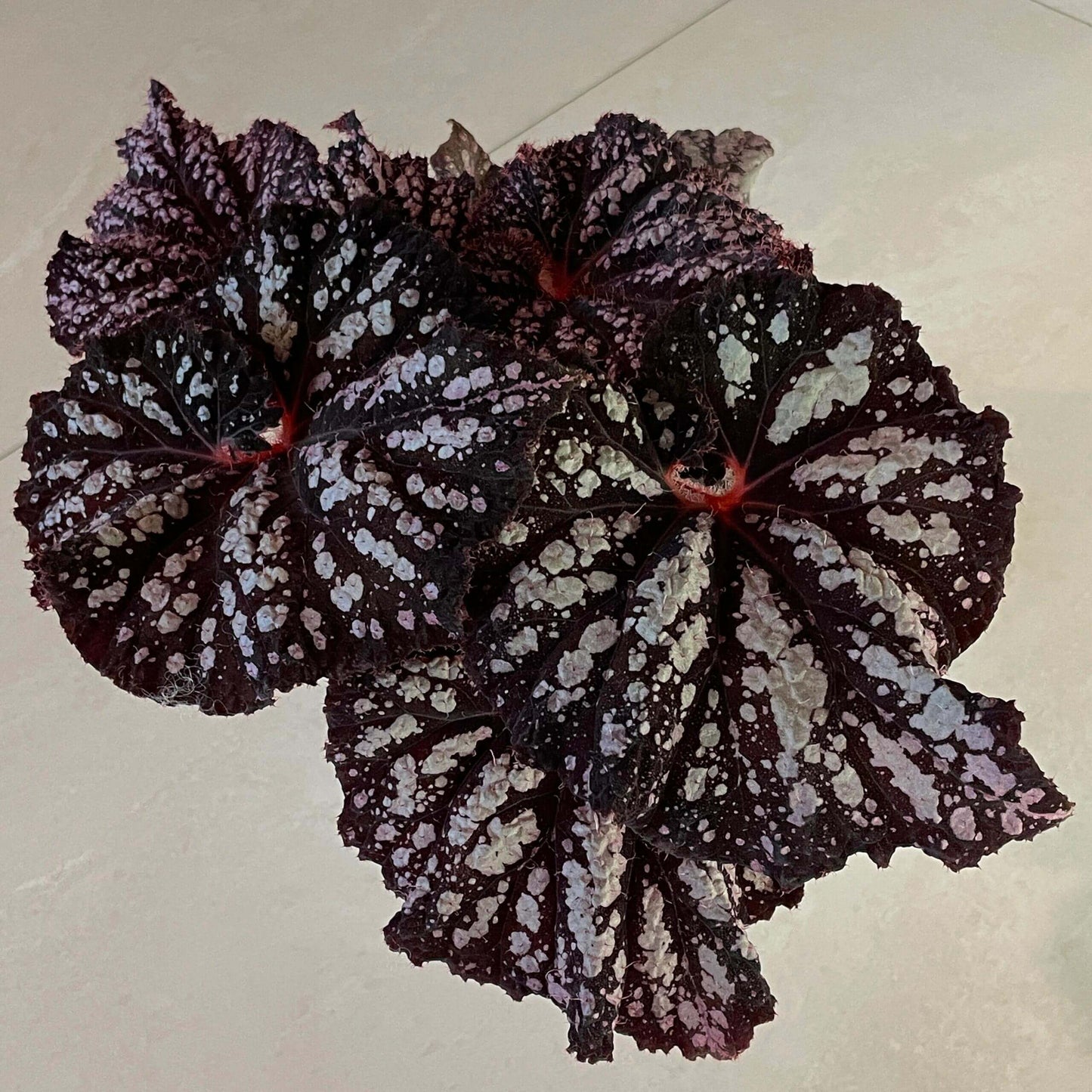 Begonia Be Happy is a stunning ornamental begonia, developed by the renowned Dimetris breeders. Known for its vibrant foliage and eye-catching patterns, this begonia brings a cheerful and lively touch to any indoor space.