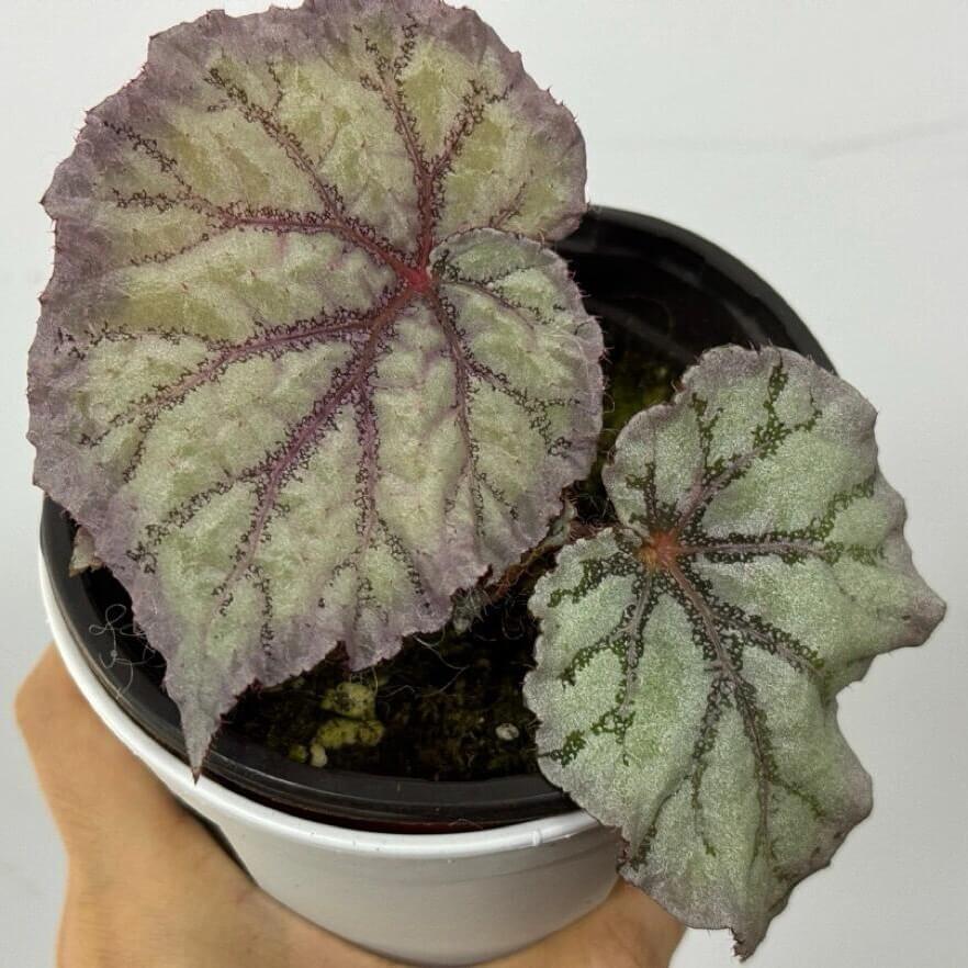 Begonia Chameleon is an exquisite hybrid begonia, renowned for its ever-changing foliage and vibrant spring blooms. With its easy-care nature, this plant is perfect for both novice and experienced plant enthusiasts.