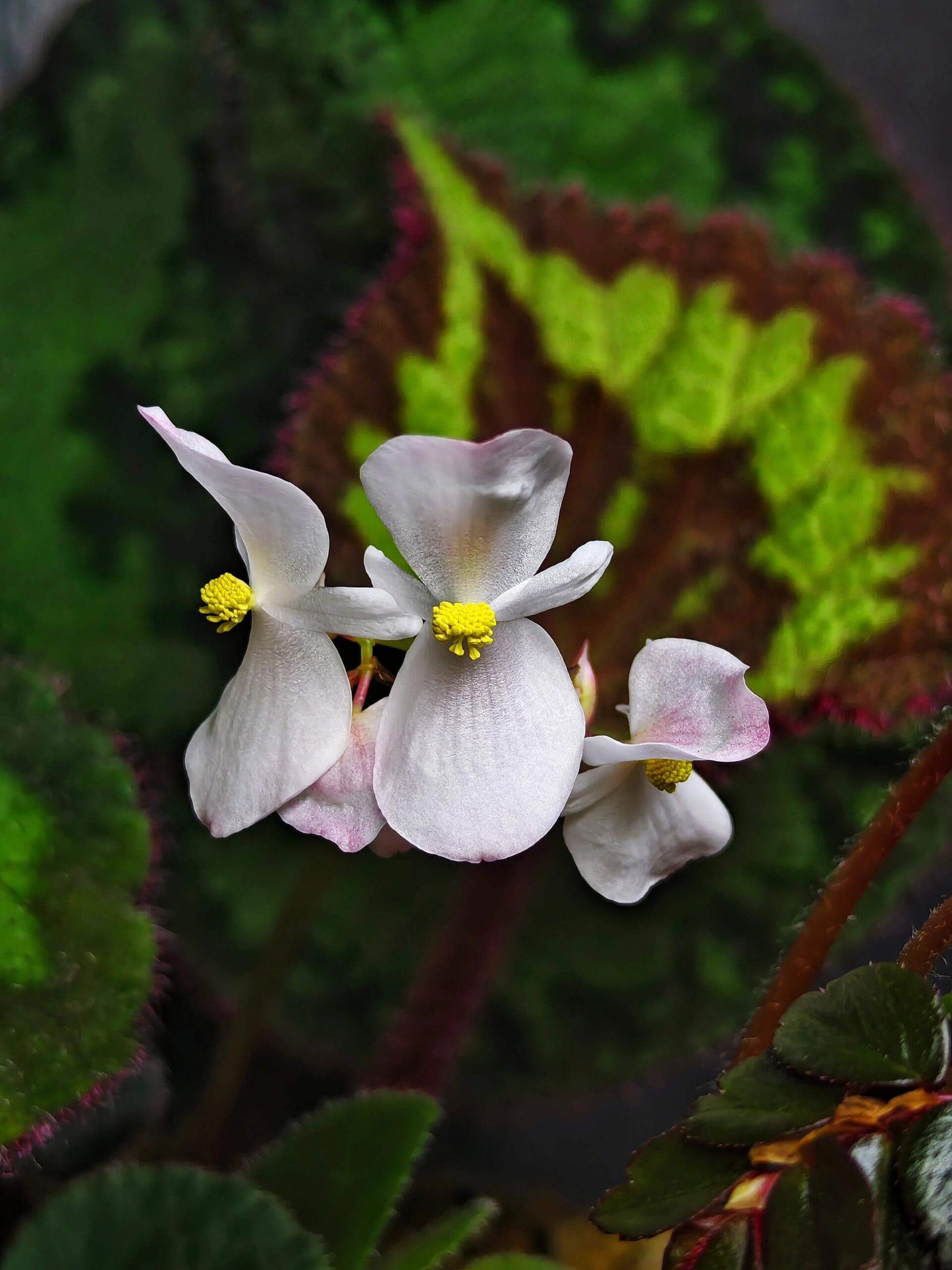 Begonia circularis is a rare and visually stunning begonia species native to the limestone mountains of Quang Binh Province, Vietnam. This begonia stands out with its deep green, circular leaves, which feature a distinctive light green pattern along the edges. The edges of the leaves are adorned with soft, fuzzy, pinkish-purple hairs, adding a unique texture to the plant. The underside of the leaves is a rich purple-red, creating a beautiful contrast with the top surface.