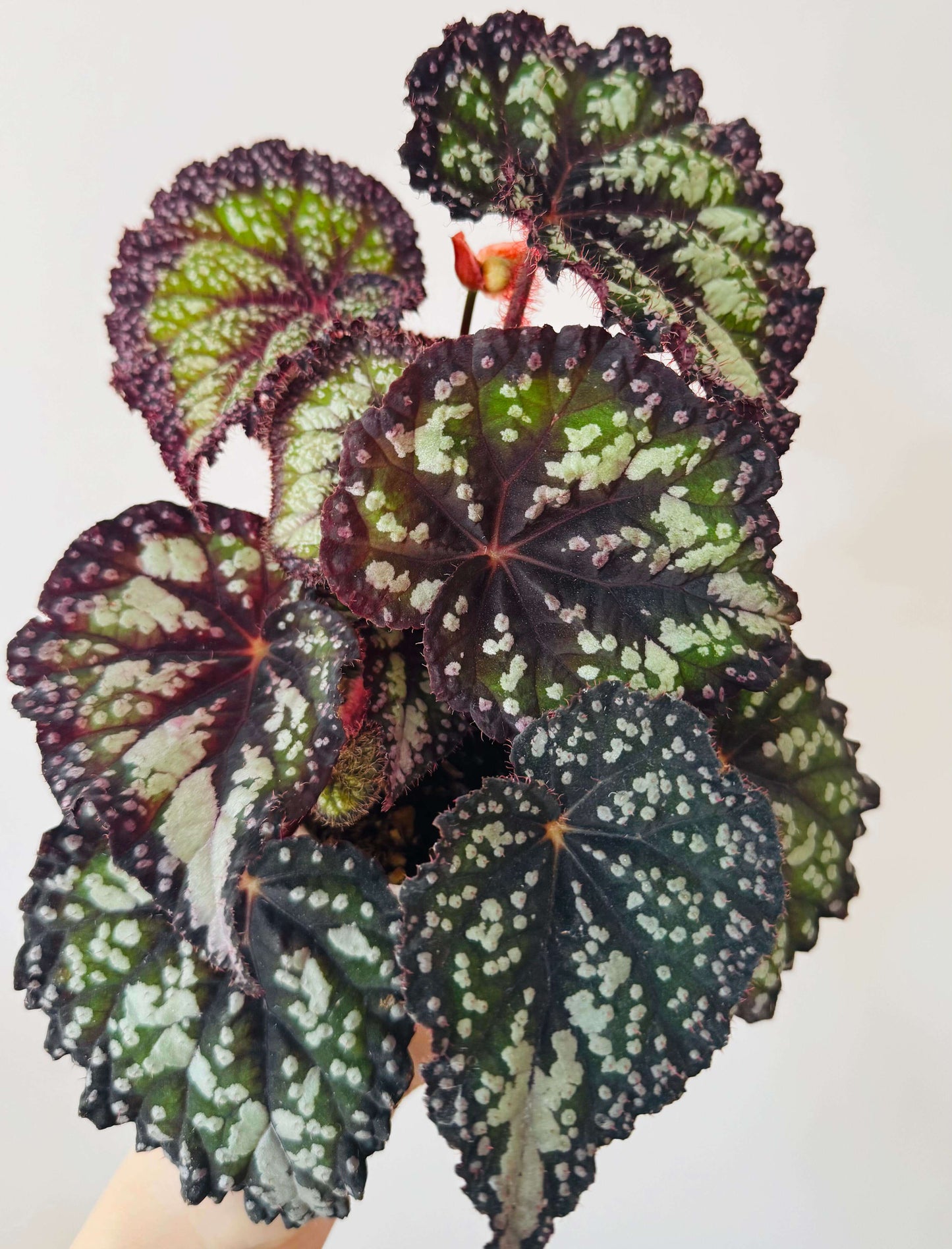 Begonia Fairytale is an exquisite ornamental begonia developed by the Dimetris breeding team. Known for its intricate leaf patterns and graceful appearance, this begonia adds a touch of enchantment to any indoor space. It’s the perfect choice for plant lovers looking to enhance their collection.