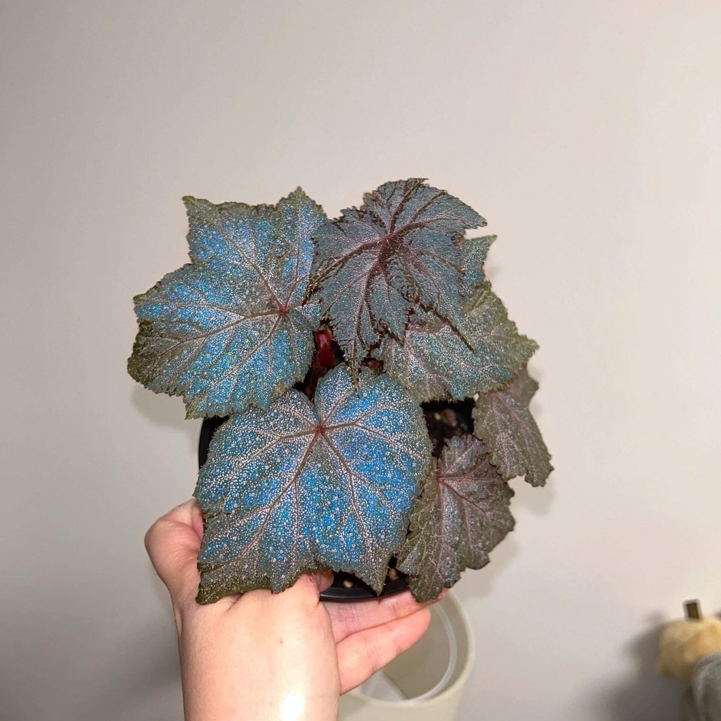 Begonia Robin is a striking plant with deep, dark-colored leaves, featuring vibrant purple-red veins. The leaves are sprinkled with star-like spots, giving it a unique appearance. Under low light conditions, the leaves will reflect a beautiful bluish hue, adding an extra layer of charm.