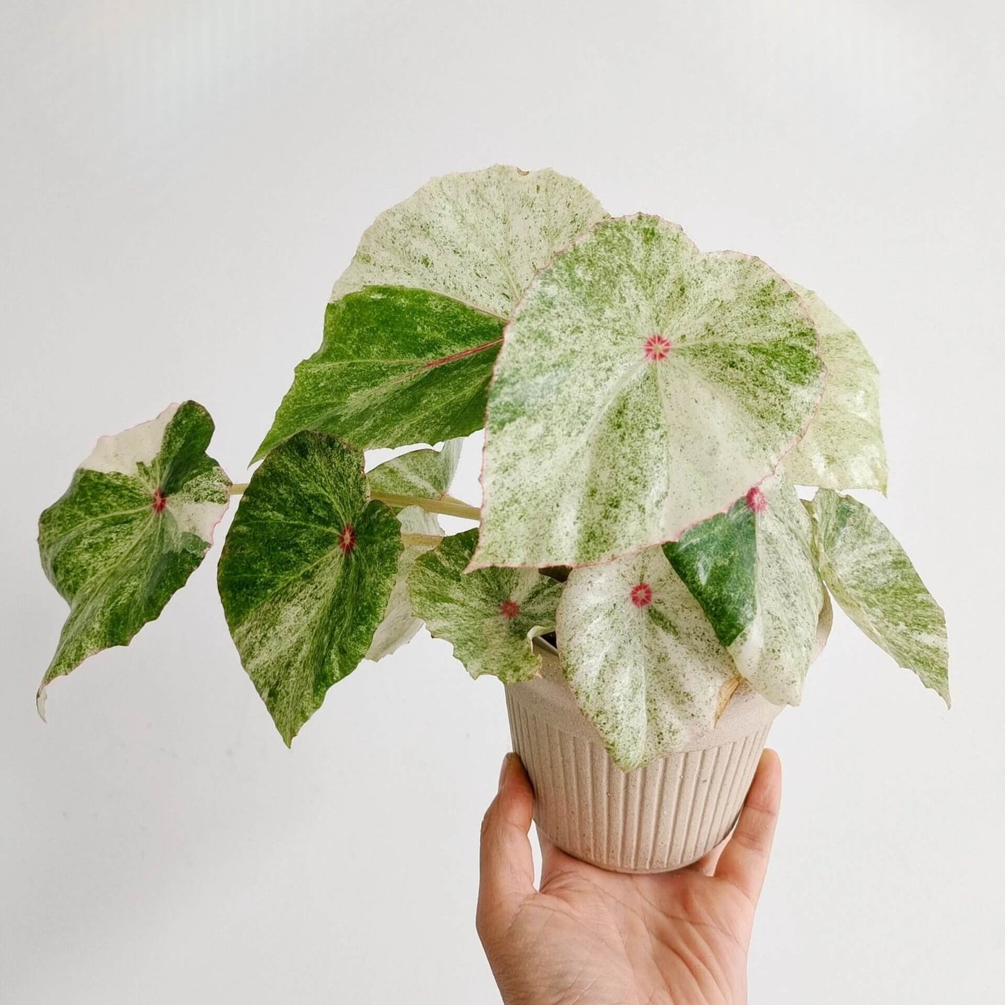 This highly decorative Begonia is known for its unique and stunning foliage. Its heart-shaped leaves feature a beautiful pattern of white to cream-colored variegation with vibrant red spots in the center, making it a striking addition to any collection.