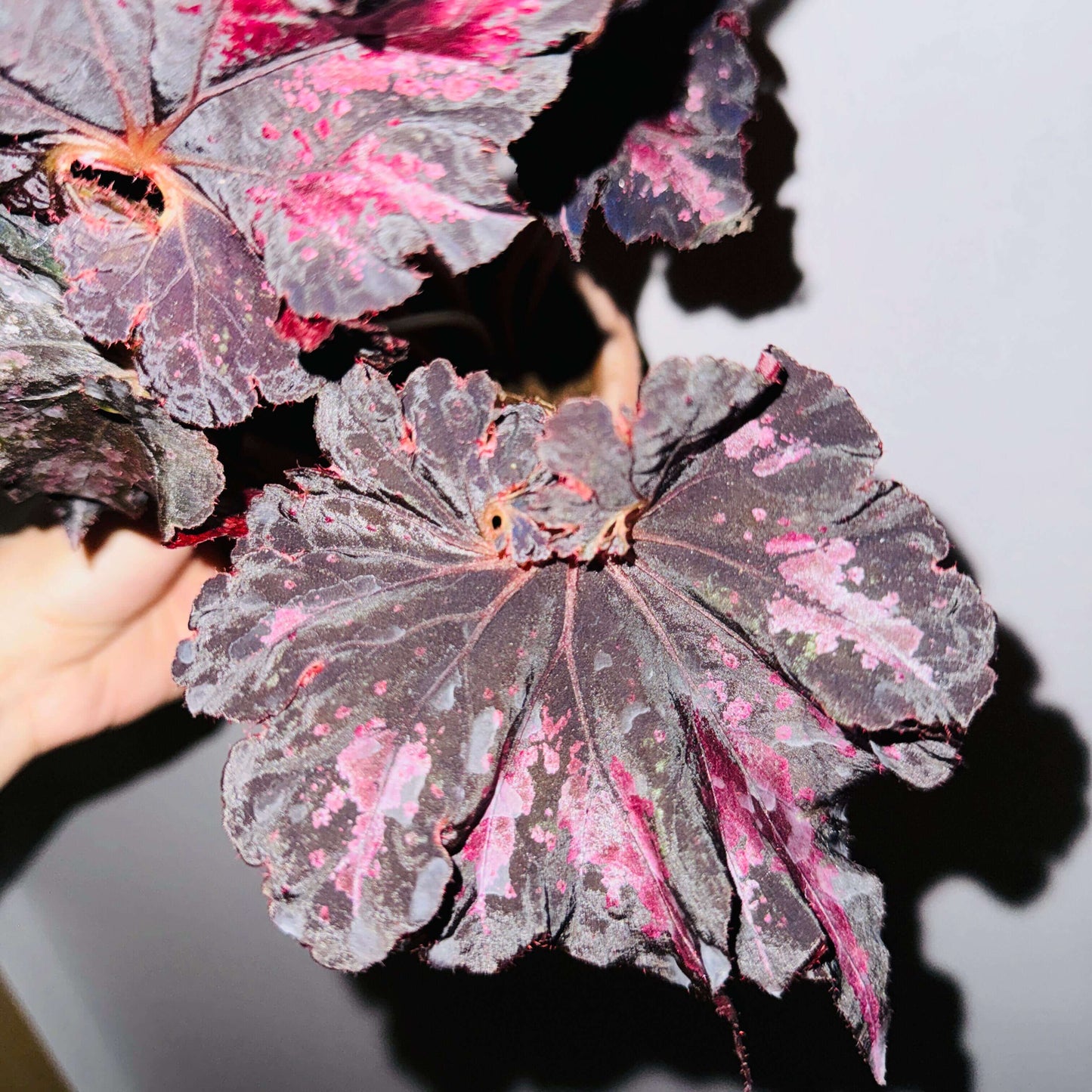 Begonia 'Thundercloud' is a striking hybrid begonia from Japan, known for its dramatic, dark leaves with stunning purple-pink markings. These unique leaves exhibit a striking metallic sheen when exposed to light, creating a dazzling, lightning-like reflection. The leaves are irregularly polygonal in shape, resembling the jagged edges of a maple leaf, with the center of the leaf spiraling in a pattern reminiscent of a snail shell.