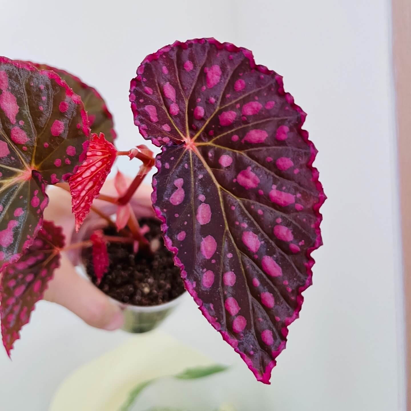 Begonia (Negroensis x Chlorosticta) is a striking hybrid Begonia that combines the unique traits of its parent plants. Its deep green leaves are adorned with vibrant pink spots, and the edges of the leaves are lined with a soft pink border, creating a beautiful contrast. This Begonia is a perfect addition to any indoor space, bringing both elegance and color with minimal maintenance required.