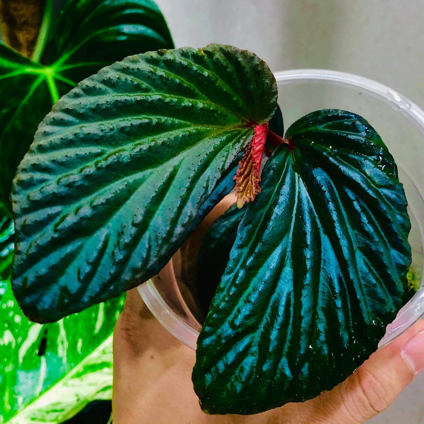 Begonia metallicolor is a captivating and visually striking species native to Borneo, Malaysia. Known for its iridescent foliage, it showcases hues of blue, teal, green, and purple, making it a unique and prized addition to any plant collection. With its metallic sheen and deeply corrugated leaves, this begonia adds texture and elegance to your indoor garden. Begonia metallicolor thrives in high-humidity environments, making it ideal for terrariums, glass domes, or greenhouses where it can truly flourish.
