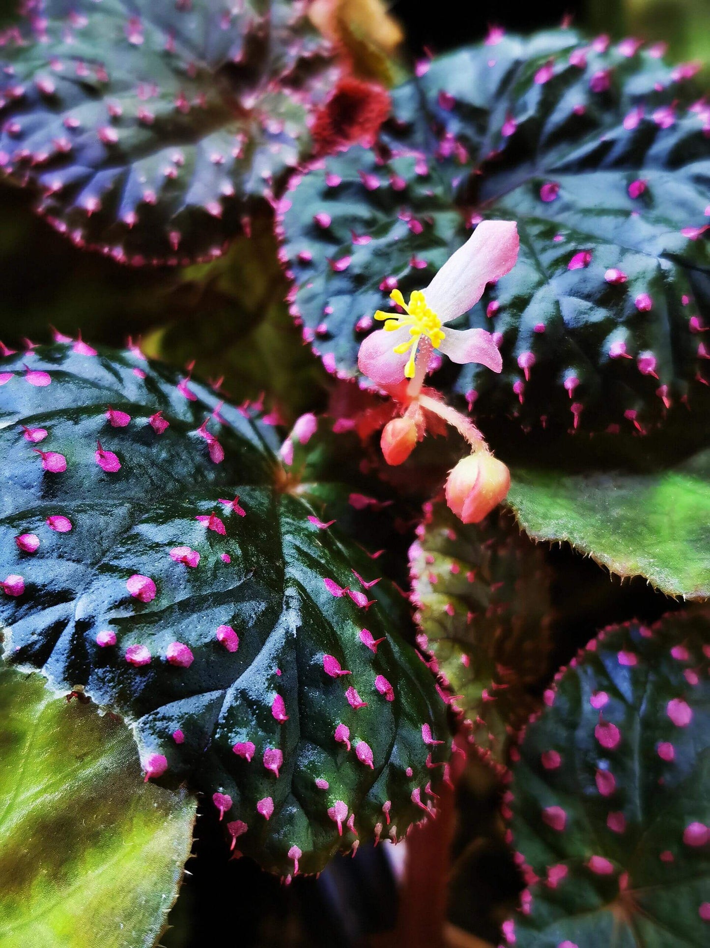 Begonia ocellata is a rare and stunning species native to West Sumatra, Indonesia. Known for its unique, green leaves adorned with small white spots, each containing fine hairs, this begonia is a true gem for plant collectors. The leaves are tightly clustered, forming a dense, mound-like growth habit, which makes it a perfect plant for both indoor gardens and terrariums.
