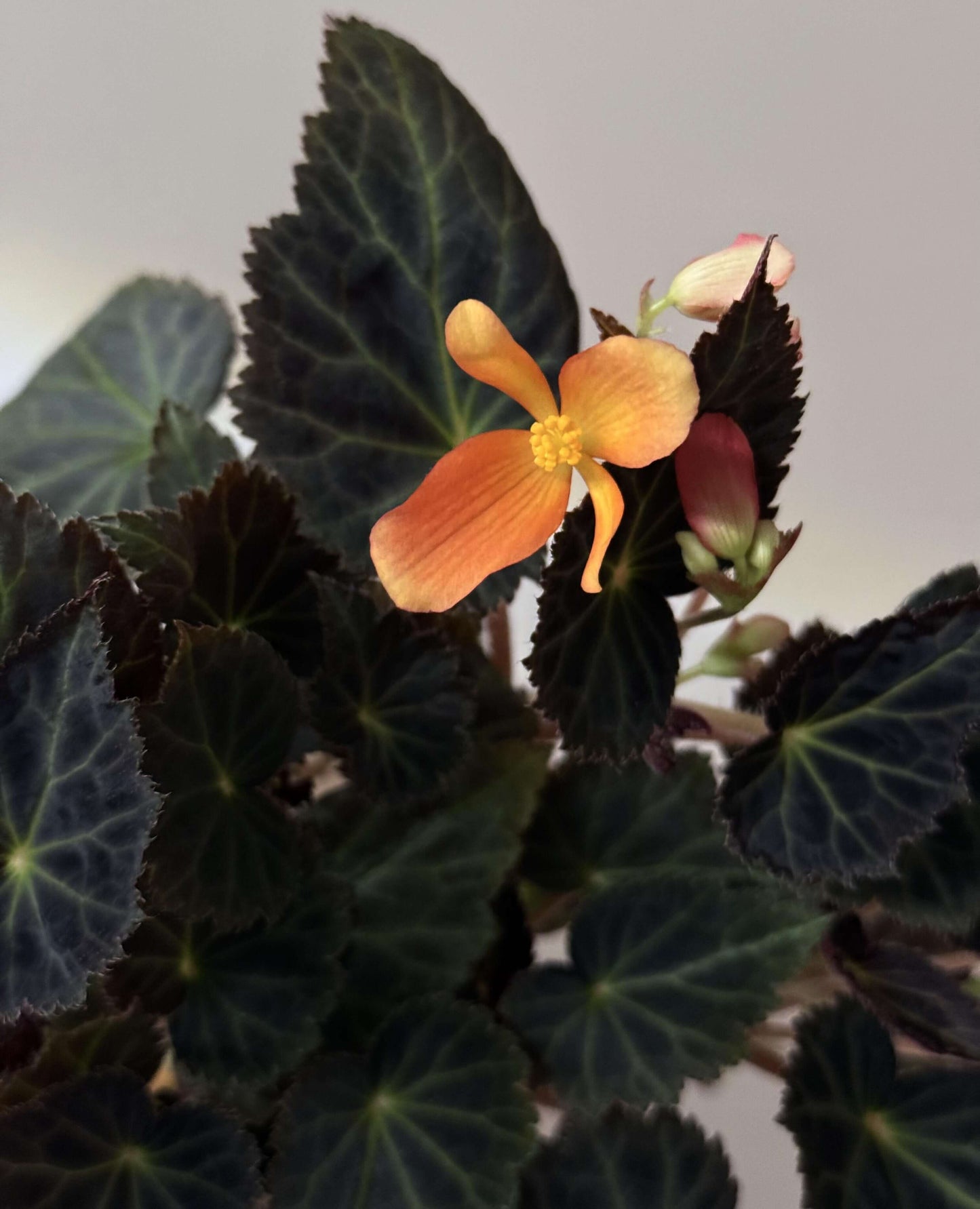 Begonia pearcei is a stunning tuberous begonia species native to the Andes Mountains of Bolivia. First introduced to Europe in 1864 by botanist Richard Pearce, it has since played a significant role in the development of modern begonia varieties. This begonia is celebrated for its striking foliage and bright yellow flowers, making it a must-have for collectors and plant enthusiasts.