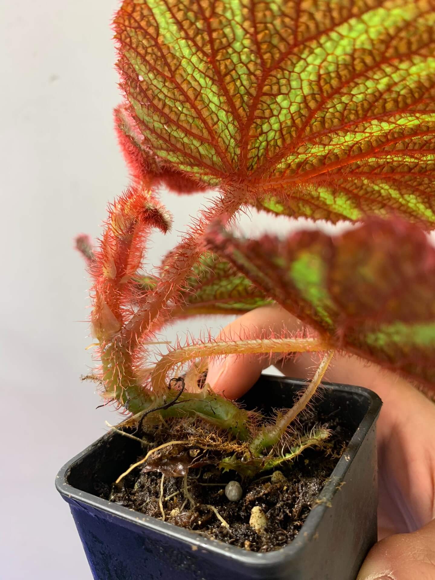Begonia versicolor Vietnam is a striking rhizomatous species from the shaded slopes of Vietnam. Its dark leaves feature green and white patterns with vivid red veins and soft red-fuzzed edges. Favored for terrariums and indoor tropical gardens, it thrives in high humidity (over 60%) and low light, making it ideal for experienced growers.