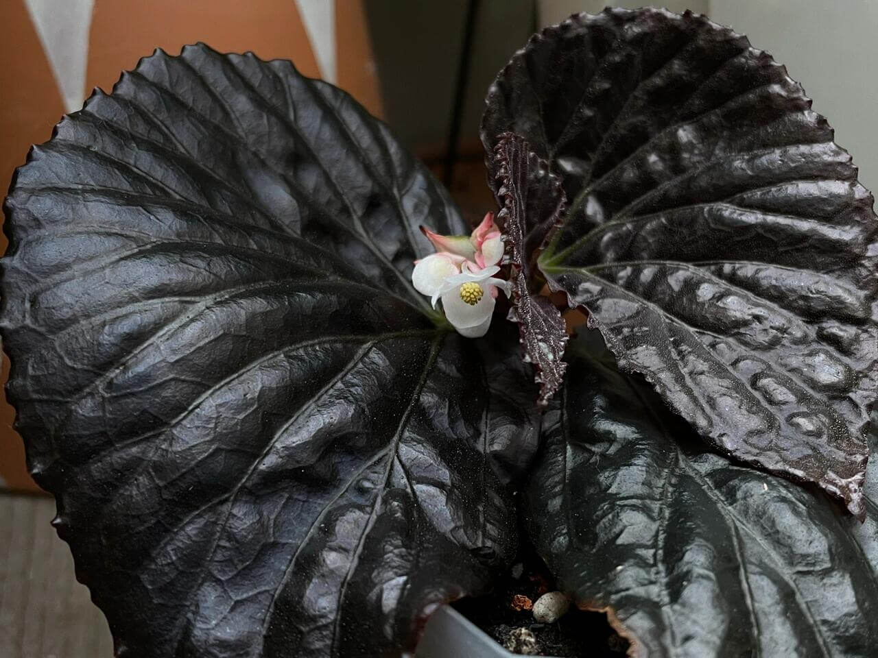 Begonia sp. Black Metallic is a stunning and rare species known for its unique, metallic black leaves that shimmer with a captivating sheen. The deep, almost black foliage is enhanced with subtle metallic highlights, creating an elegant and dramatic look. This begonia species is a must-have for collectors and plant enthusiasts seeking a one-of-a-kind addition to their collection.