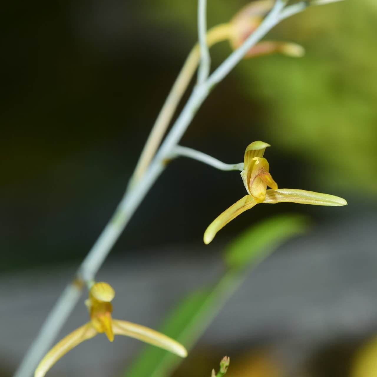 Bulbophyllum longipes is a rare and intriguing orchid species native to the tropical forests of Myanmar and Thailand. As a pseudobulbous epiphyte, it thrives in humid, shaded environments, making it a fascinating addition to specialized orchid collections.