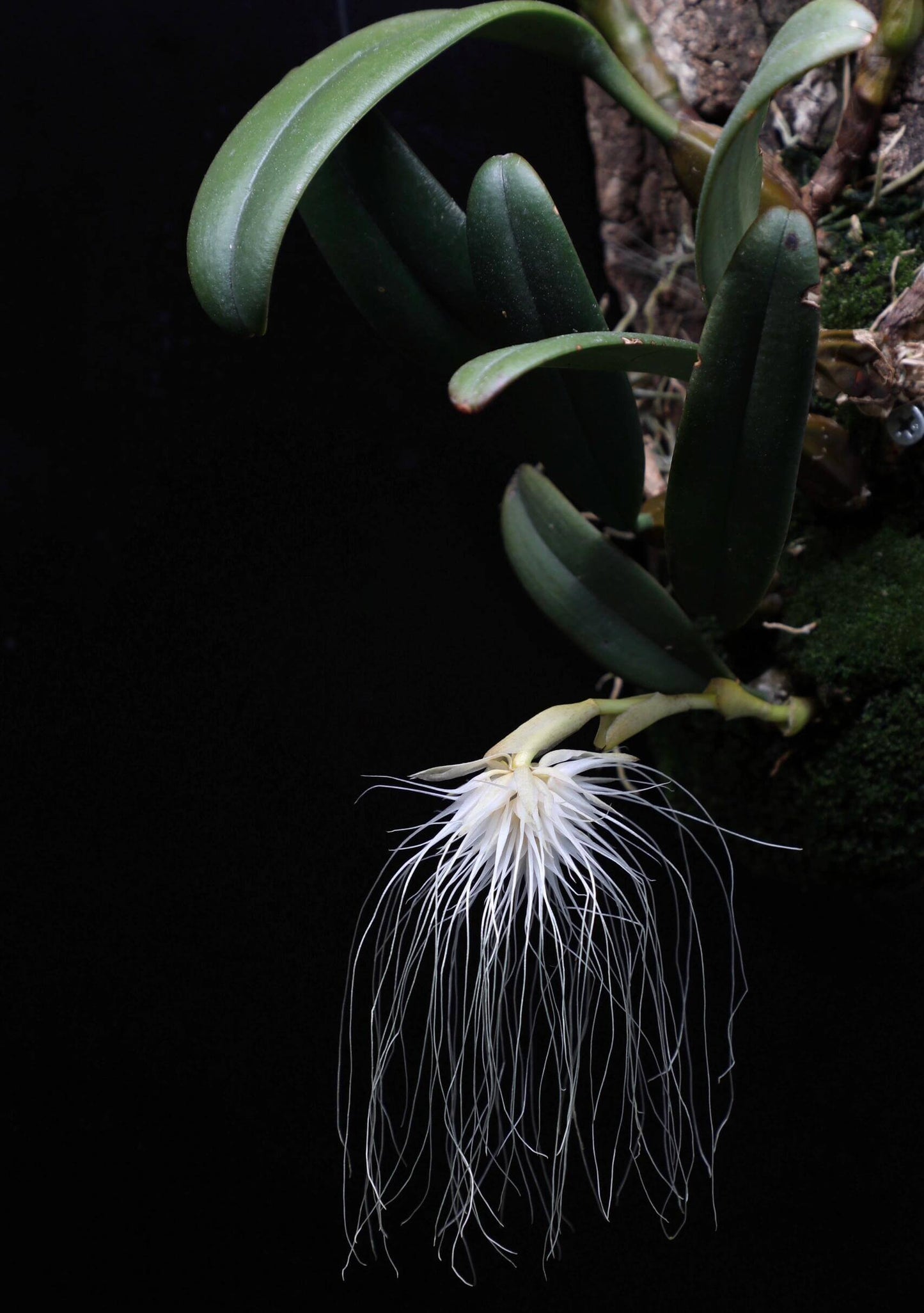 Bulbophyllum medusae is a captivating species native to Southeast Asia, including Thailand, Malaysia, Borneo, the Lesser Sunda Islands, and Sumatra. This epiphytic orchid thrives in lowland forests at elevations ranging from sea level to 400 meters, where it grows on tree trunks and large branches.