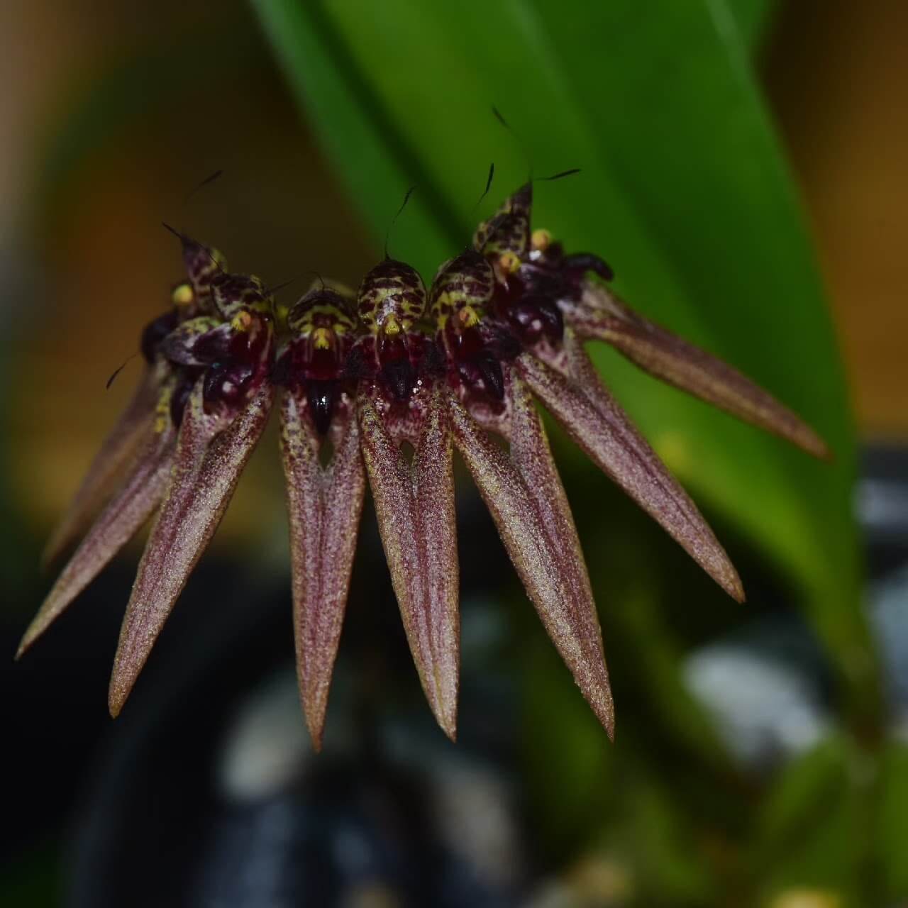 Bulbophyllum picturatum (formerly Cirrhopetalum picturatum) is a captivating orchid species native to the montane forests of northeastern India, Myanmar, Thailand, and Vietnam, typically found at elevations between 900–1,550 meters.