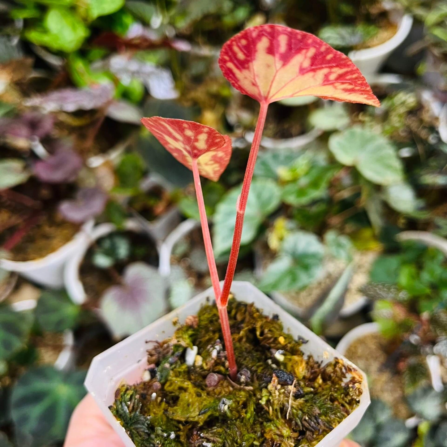 Begonia variabilis Patch II is a captivating variety known for its dramatic transformation from seedling to mature plant. As it matures, its striking foliage develops vibrant patterns and spots, creating a beautiful contrast that makes it an eye-catching addition to any collection. This begonia thrives in high-humidity environments, making it the perfect choice for terrariums, glass domes, or greenhouses, where it can fully flourish.