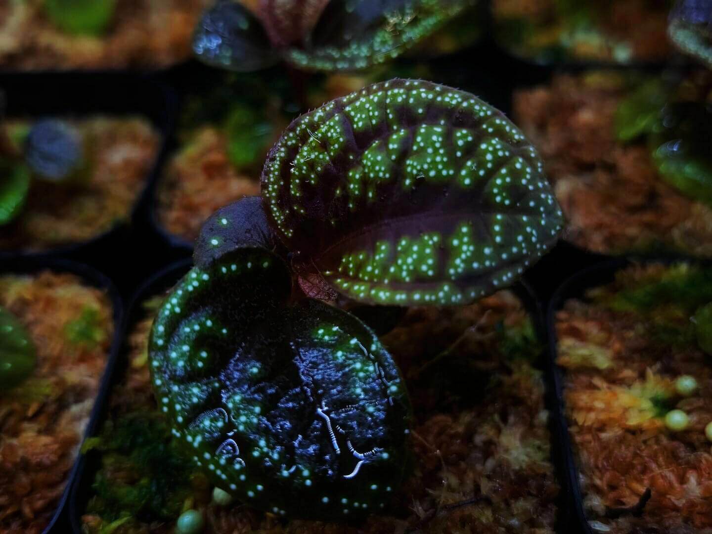 Sonerila sp. Green Galaxy, native to Borneo, features beautiful lobe-shaped leaves and blooms more frequently than other lobe species. It has slow growth, with leaves reaching over 6 inches in length. This plant looks stunning when mounted, with its leaves hanging down, and it also grows exceptionally well as a foreground plant.