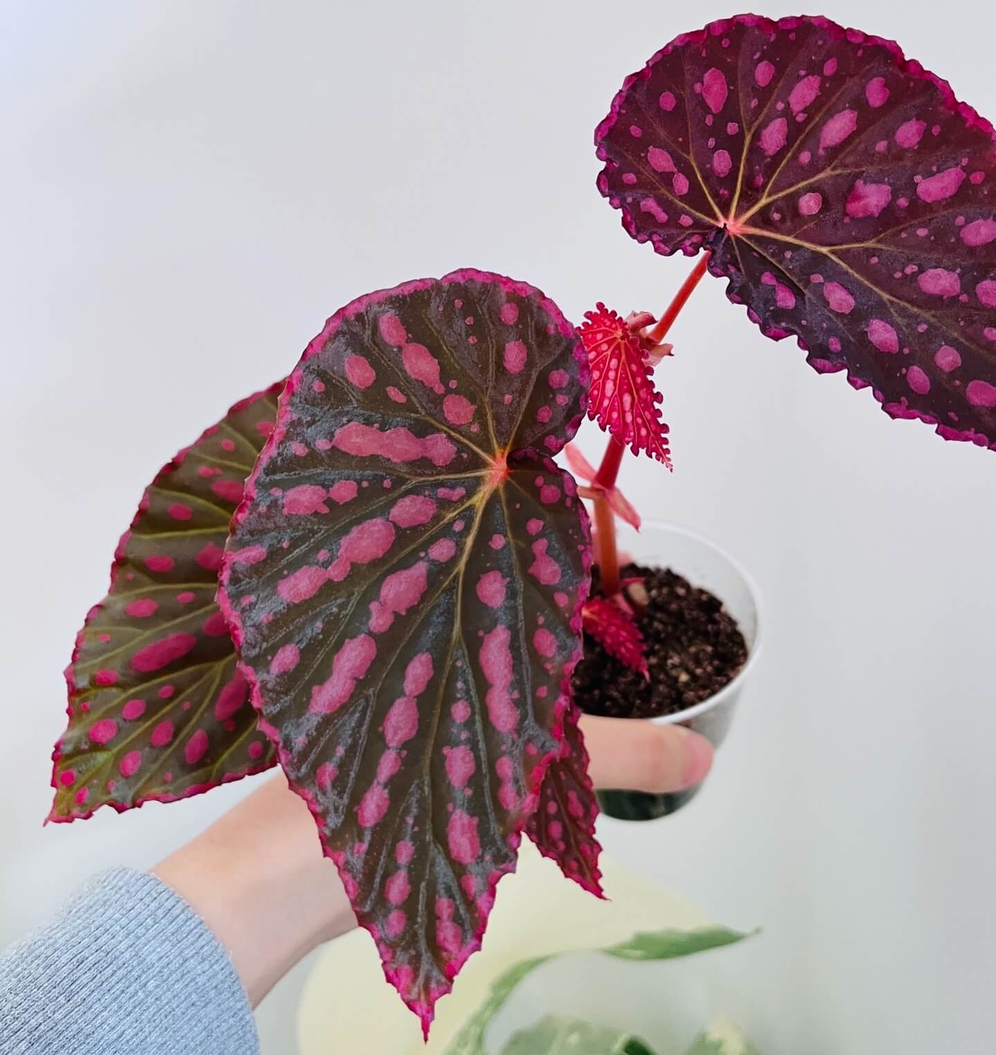Begonia (Negroensis x Chlorosticta) is a striking hybrid Begonia that combines the unique traits of its parent plants. Its deep green leaves are adorned with vibrant pink spots, and the edges of the leaves are lined with a soft pink border, creating a beautiful contrast. This Begonia is a perfect addition to any indoor space, bringing both elegance and color with minimal maintenance required.