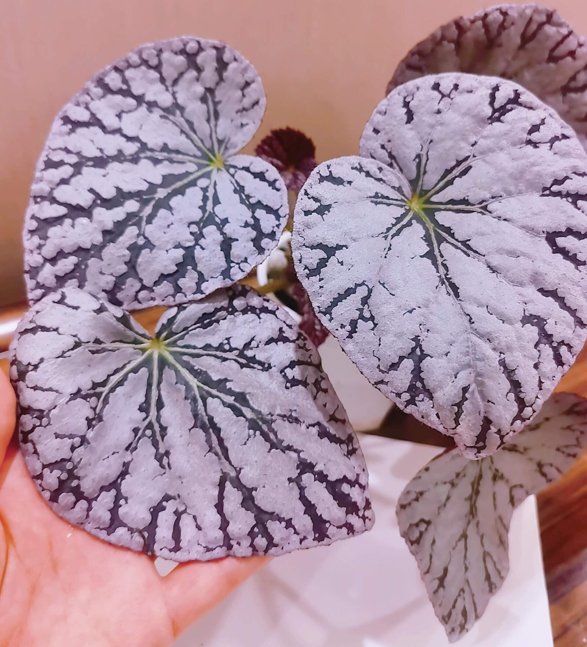 Begonia Silver Dollar is a highly sought-after begonia variety, admired for its unique leaf patterns and colors. The leaves are nearly round and feature a beautiful silver surface with green and purple markings, resembling a silver coin—hence the name. This striking foliage adds an elegant touch to any indoor garden or plant collection.