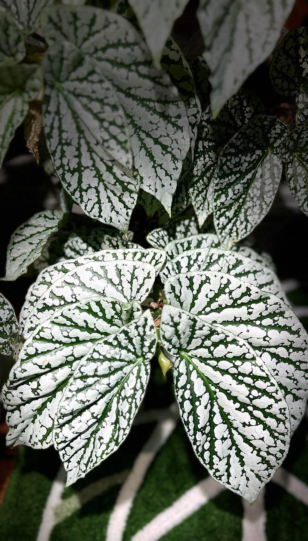 Begonia Juanita Jewel is a captivating hybrid begonia with deep green leaves beautifully marked by striking silver spots and patches, reminiscent of delicate snowflakes. Reaching a mature height of around 30–60 cm, it is an ideal choice for adding beauty to compact indoor spaces.