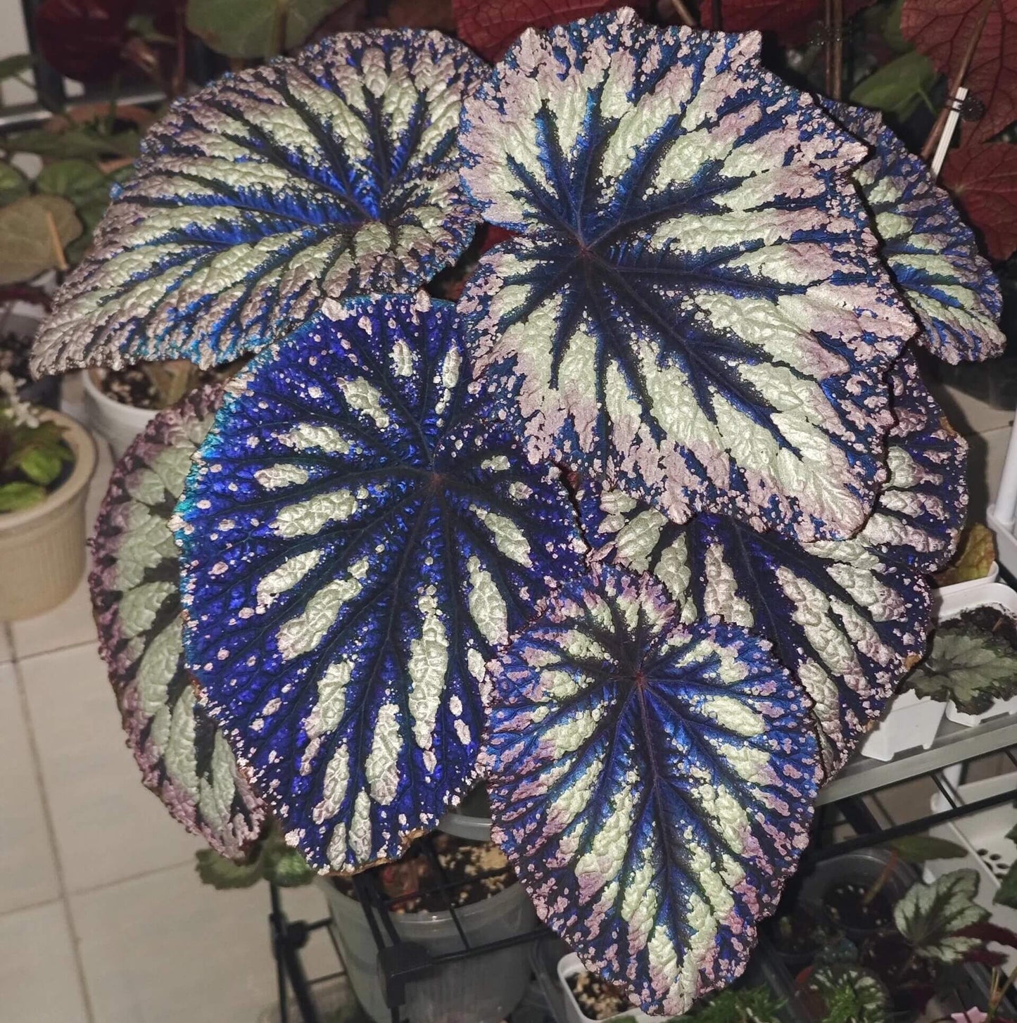 Begonia Rex Fireworks is a visually striking variety of Rex begonia, admired for its bold and colorful foliage. Featuring large, dark purple leaves surrounded by silver bands and bordered with lavender-pink edges, this begonia is a true showstopper. The vibrant colors and unique leaf patterns make it an excellent addition to any plant collection, bringing elegance and charm to your indoor space.