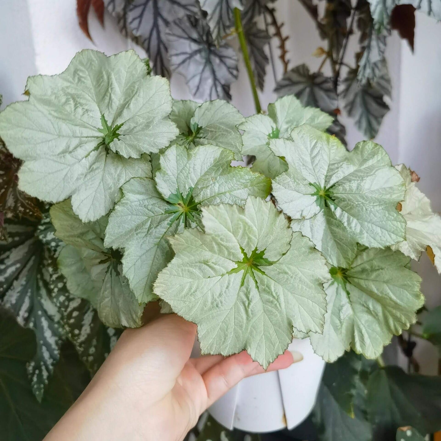 Begonia Cool Breeze Rouge is an eye-catching variety of begonia, known for its unique foliage and vibrant seasonal blooms. This stunning plant features broad, silvery leaves with a deep green center and a beautiful port wine glaze when temperatures rise. Compact and bushy, Begonia Cool Breeze Rouge is ideal for indoor spaces, offering a touch of elegance and color throughout the year.