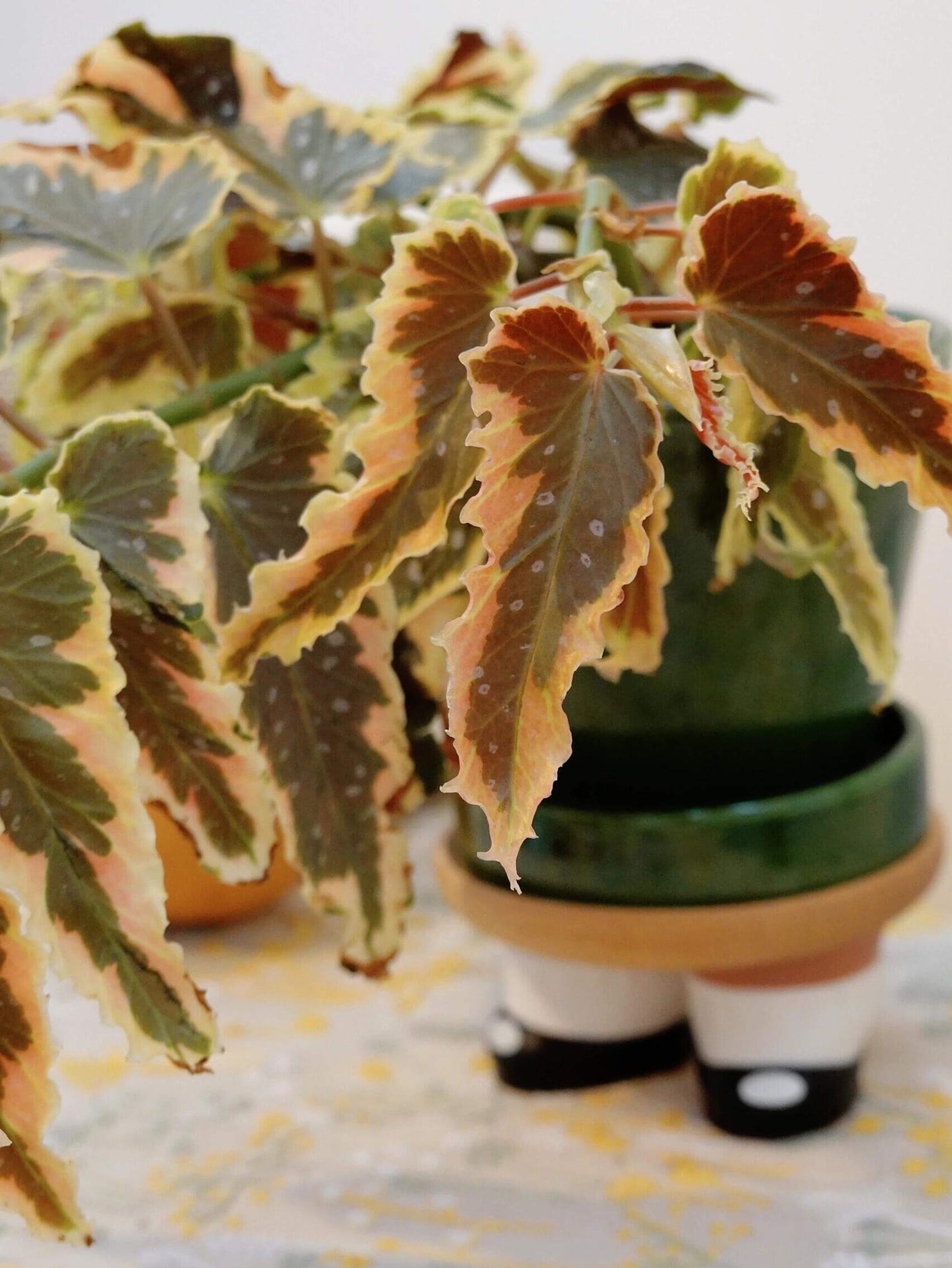 The Begonia Dainty Spray Sport is an outstanding variegated begonia with a beautiful Angel Wing foliage, making it the perfect addition to any hanging basket or decorative container. Its leaves feature a stable variegation with pink-to-copper-colored edges, which adds an elegant touch to its vibrant green and yellow foliage. Although slower growing than many in its class, this begonia matures into a full, dense specimen that thrives in hanging baskets.