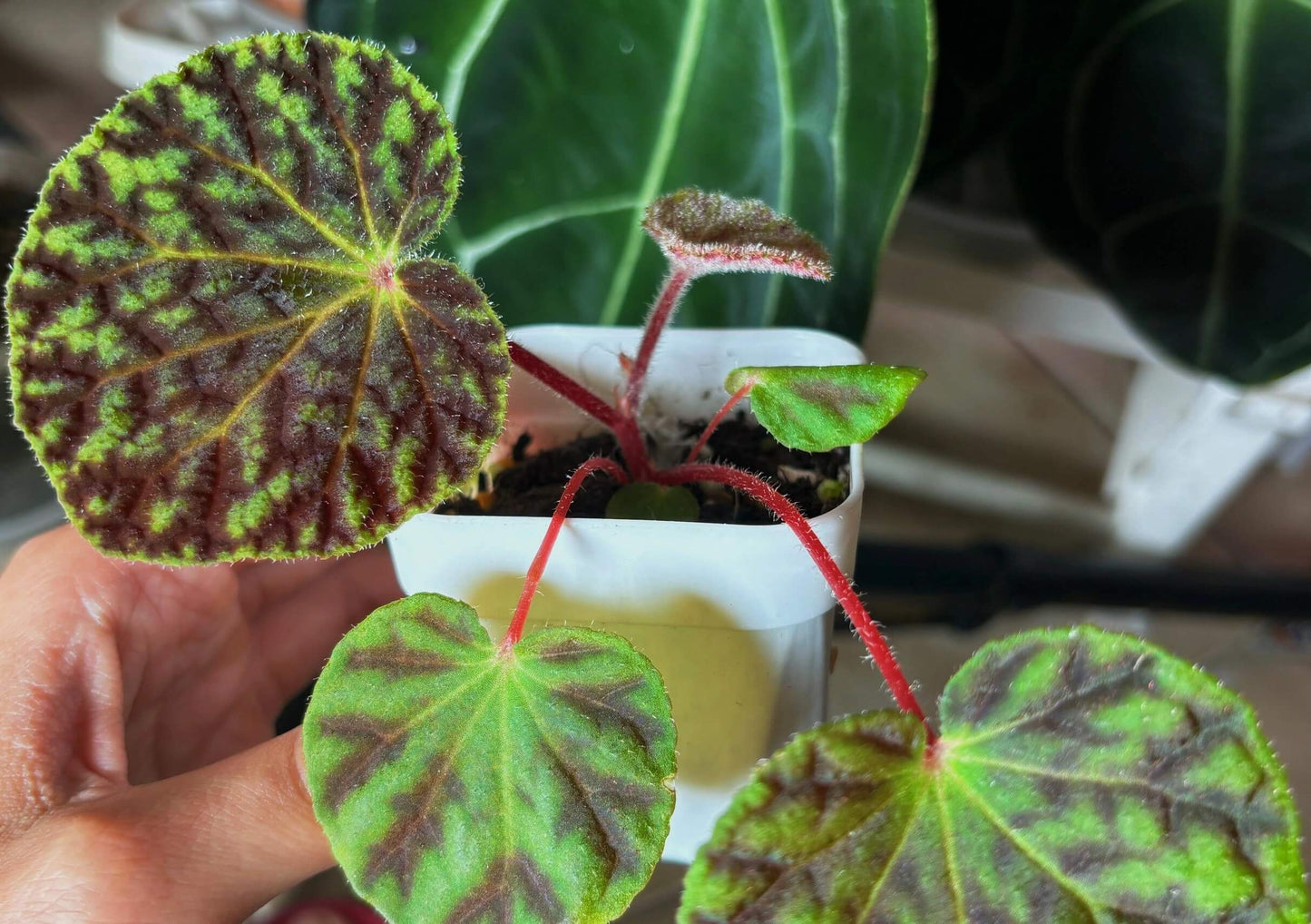 Begonia murina is a rare and stunning species of begonia native to Southeast Asia, particularly found in Thailand and Laos. It is known for its distinct velvety leaves, which give it an elegant and soft appearance. This begonia thrives in high-humidity environments and is perfect for terrariums, greenhouses, or other humid spaces where it can flourish. Features: Velvety, Textured Leaves: The plant's leaves are soft and velvety, with a unique texture that adds a tactile element to your collection.