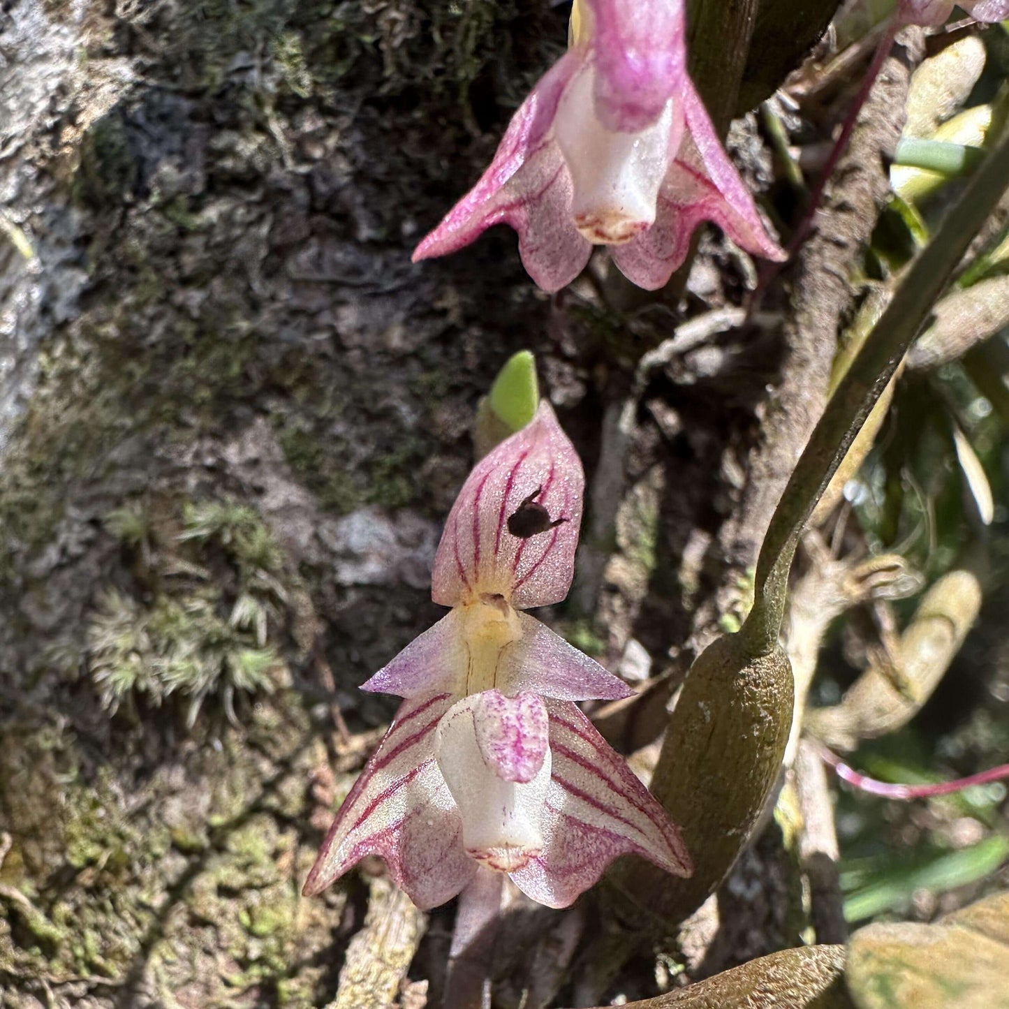 Bulbophyllum ambrosia, commonly known as the Sweet-Smelling Bulbophyllum, is a miniature orchid species native to southeastern China and Vietnam. It grows lithophytically (on rocks) or epiphytically in lowland montane forests at elevations of 1,000–4,000 feet (300–1,200 meters).