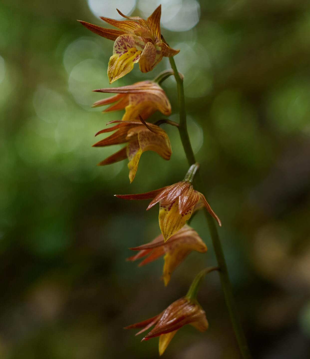 Tainia cordifolia is a terrestrial orchid species native to southern China, Vietnam, Taiwan, and Hong Kong. It thrives in humid, shaded environments at elevations between 500 and 1,000 meters.