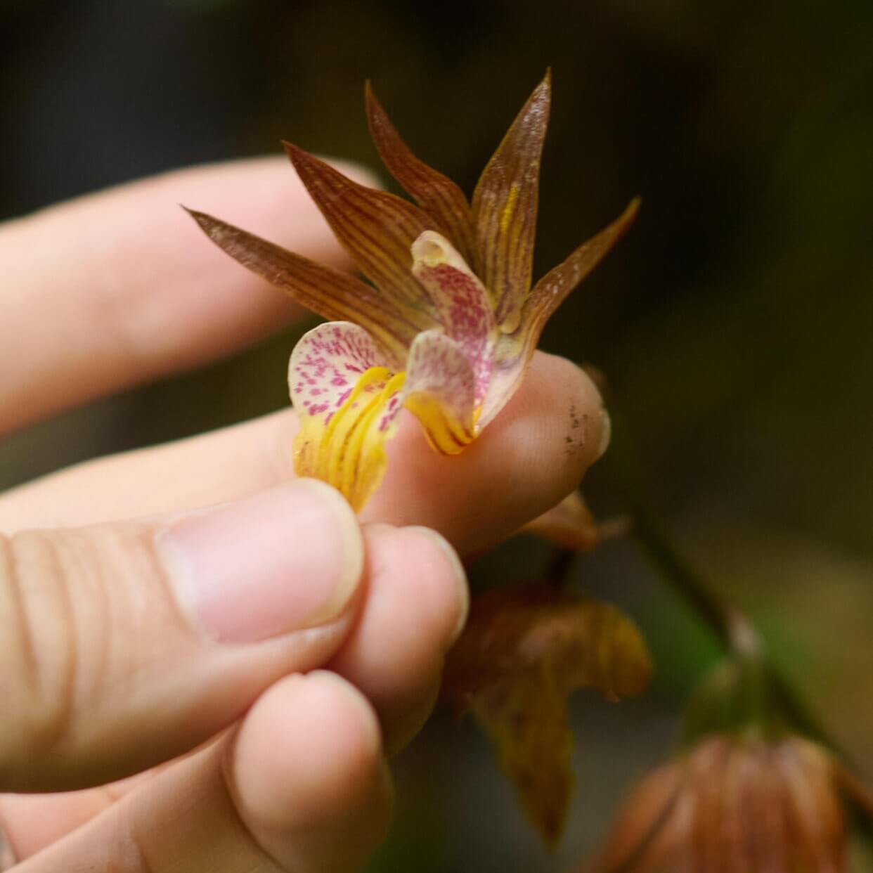 Tainia cordifolia is a terrestrial orchid species native to southern China, Vietnam, Taiwan, and Hong Kong. It thrives in humid, shaded environments at elevations between 500 and 1,000 meters.