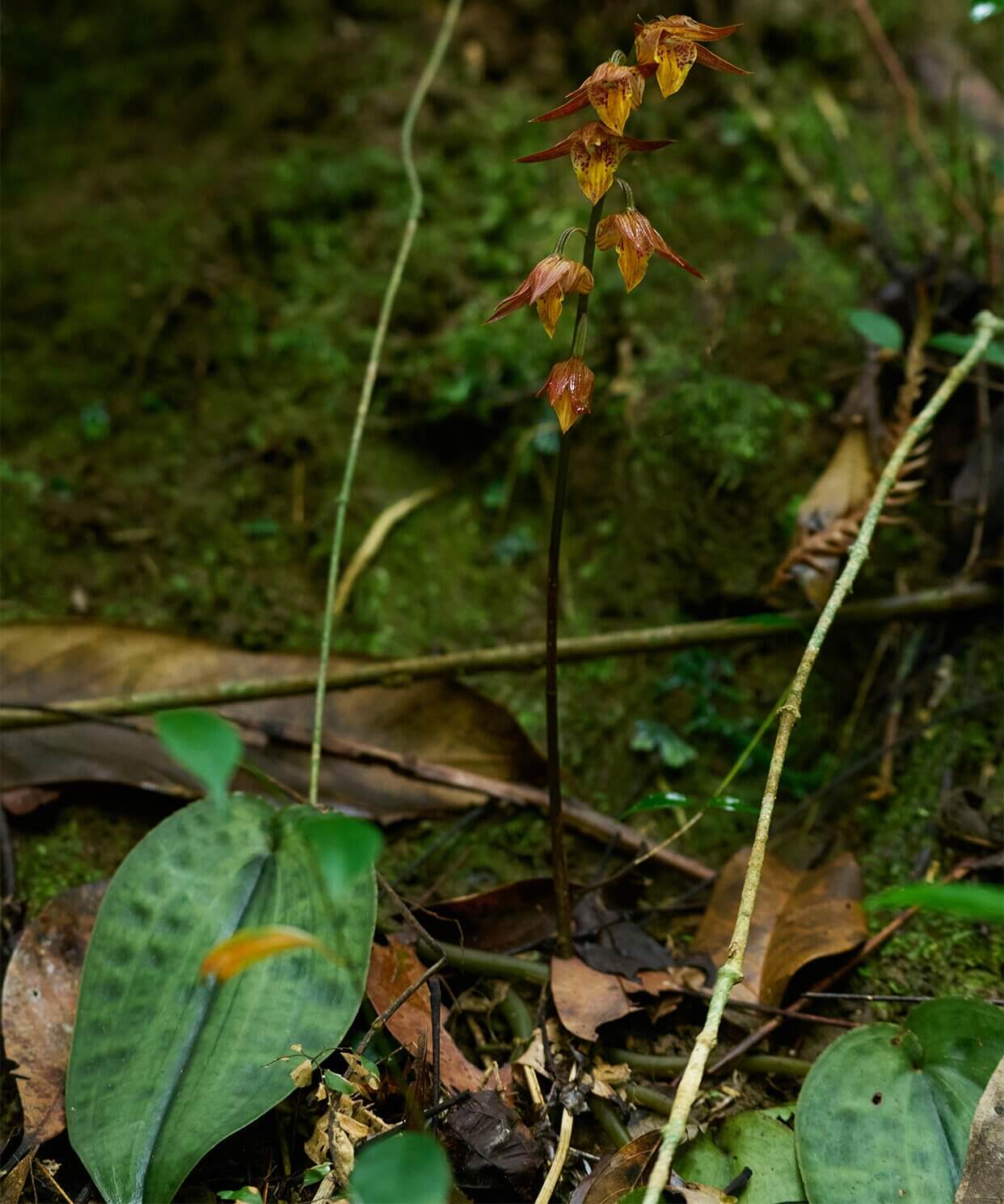 Tainia cordifolia is a terrestrial orchid species native to southern China, Vietnam, Taiwan, and Hong Kong. It thrives in humid, shaded environments at elevations between 500 and 1,000 meters.