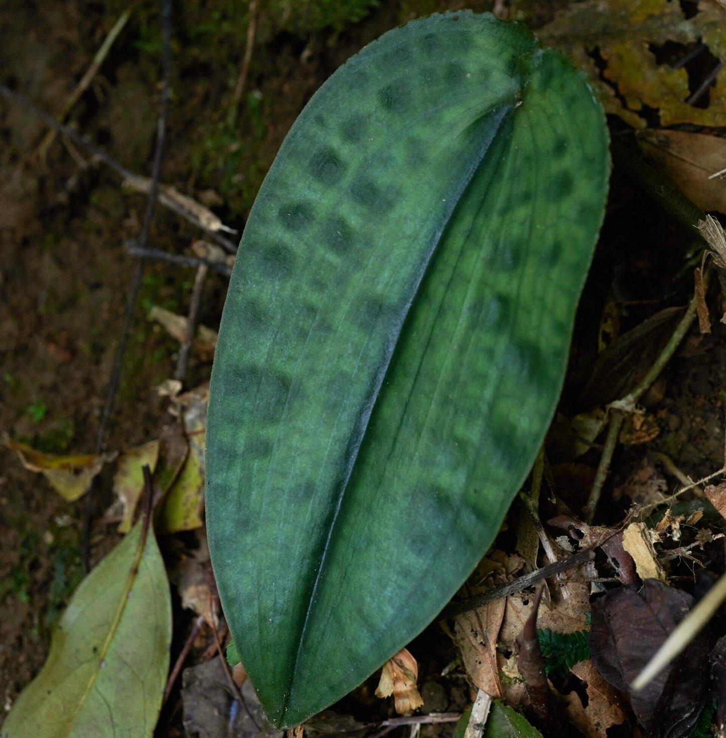 Tainia cordifolia is a terrestrial orchid species native to southern China, Vietnam, Taiwan, and Hong Kong. It thrives in humid, shaded environments at elevations between 500 and 1,000 meters.