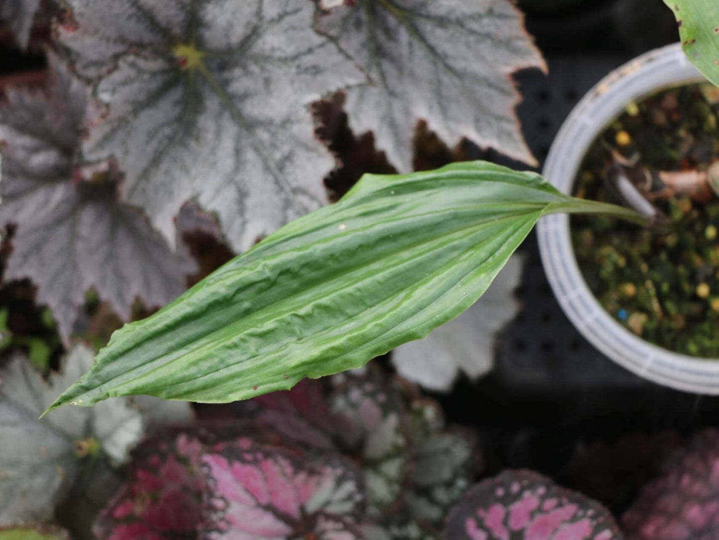 Tainia macrantha (Hook.f.) is a terrestrial orchid native to China (Southwest Sichuan, Guangxi, southern Guangdong) and Vietnam, typically growing on wooded slopes at elevations of about 700 to 1,200 meters.