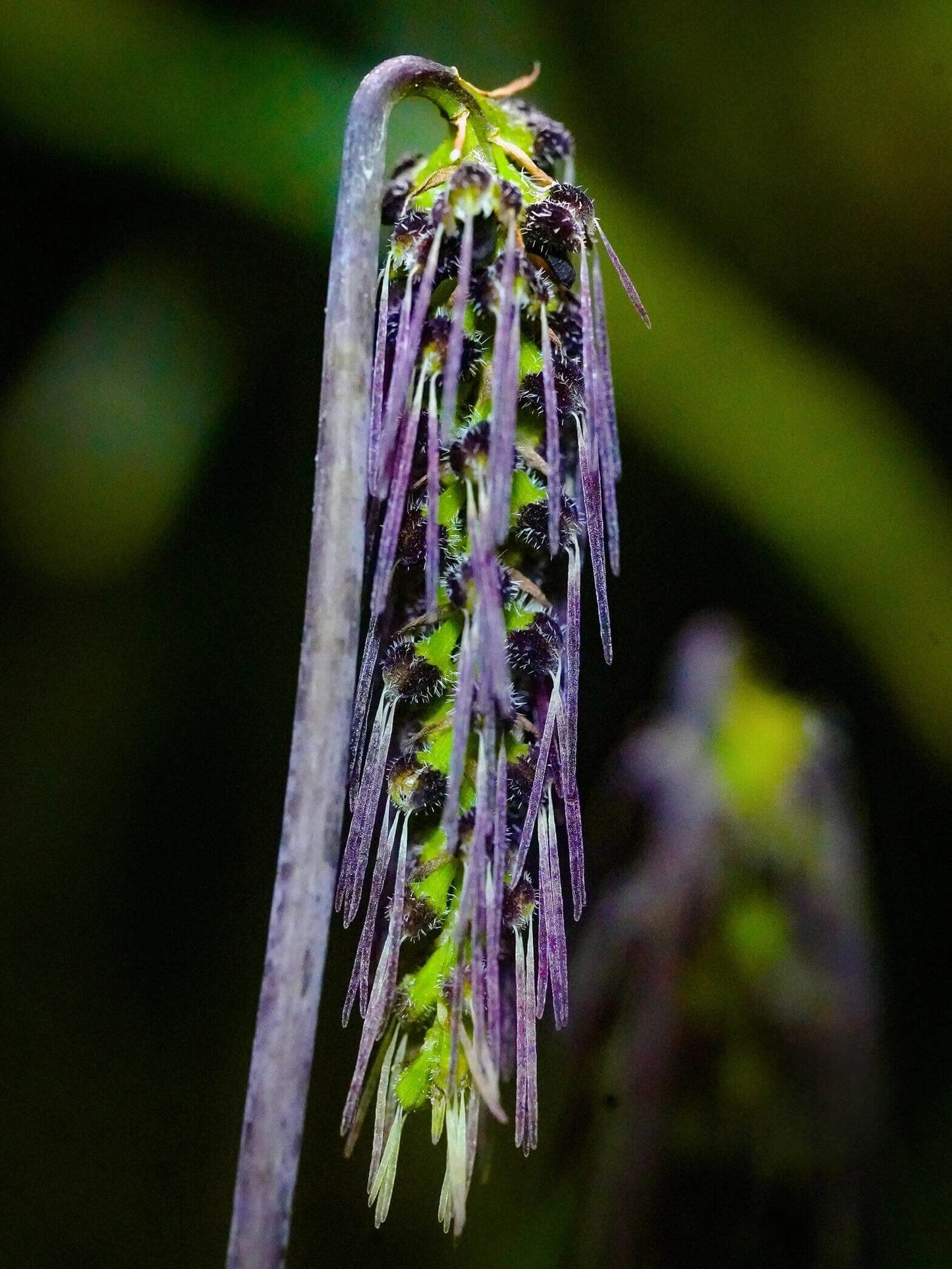 Bulbophyllum lemniscatoides is a captivating miniature orchid species native to Southeast Asia, including regions like Borneo, Java, Sumatra, Myanmar, Thailand, Vietnam, and Laos. It thrives in semi-deciduous and deciduous dry lowland forests and savanna-like woodlands, typically growing on tree trunks at elevations ranging from 300 to 1,670 meters (984 to 5,476 feet).