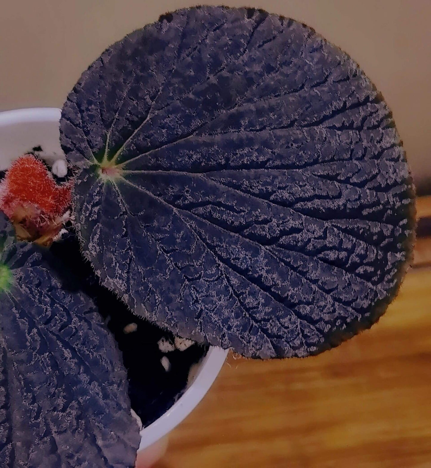 Begonia Aketajawensis Dark Form is one of the three stunning Begonia Aketajawensis, a rare and highly coveted species native to the Molucca Islands of Indonesia. This species is known for its dark, velvety leaves that exhibit a unique muscular texture. The leaves have a pronounced velvet-like surface, and as the light shifts, they reveal different hues that change with the viewing angle. Under low light conditions, the leaves take on a fascinating bluish reflection, adding to the plant’s captivating beauty.