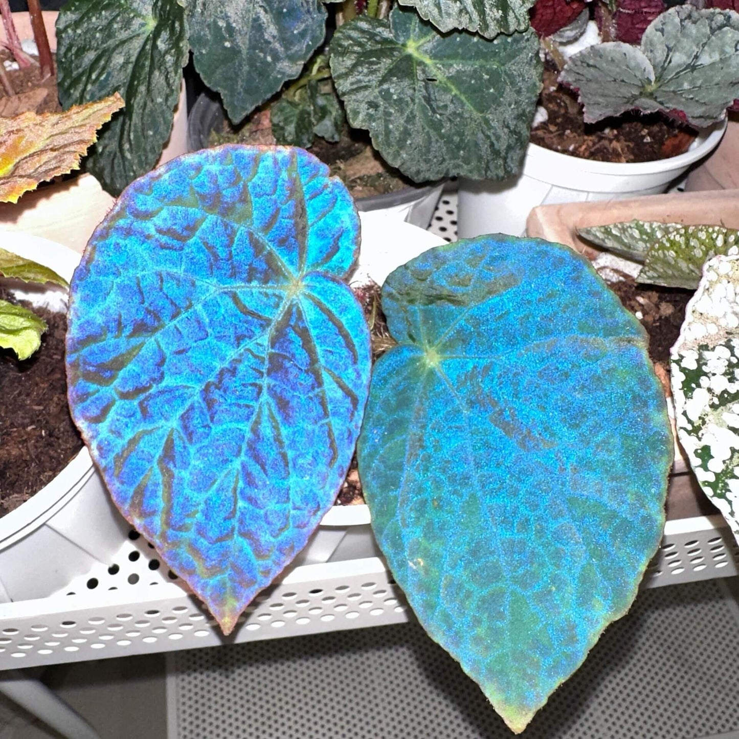 Begonia rockii is a stunning species of begonia native to the mountainous regions of Yunnan, China. Renowned for its striking, iridescent leaves, this plant displays an array of colors, including blue, turquoise, and purple, which shimmer in different lighting conditions, creating a beautiful metallic sheen. As a result, it has become a highly sought-after specimen for plant enthusiasts and collectors alike.