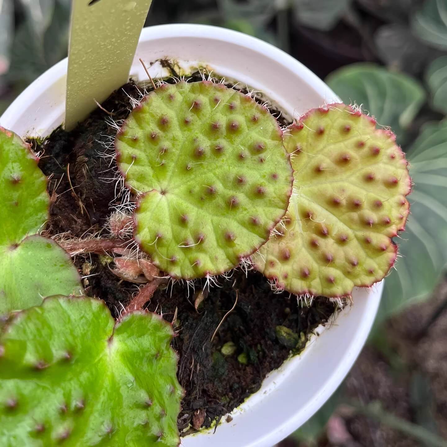The Begonia nahangensis is a remarkable evergreen herbaceous plant native to the limestone mountains of Northern Vietnam and Southern China. This species is known for its distinctive appearance, featuring a unique texture on its leaves. The surface is densely covered with conical, black, tooth-like protrusions, giving it an intriguing tactile and visual appeal.