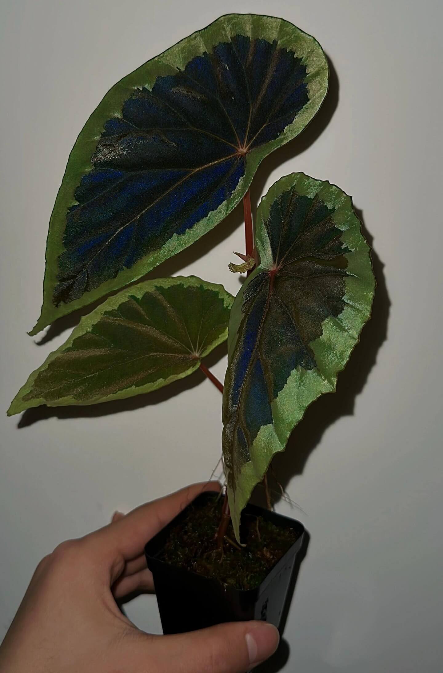 Begonia aff. baramensis is a rare species of begonia native to Borneo, primarily found in humid tropical environments. Its leaves feature a unique color pattern, with a dark green, almost black center that transitions to lighter green edges, creating a striking contrast and visually appealing effect. Due to its specific environmental requirements, Begonia aff. baramensis is best suited for greenhouse or terrarium cultivation.