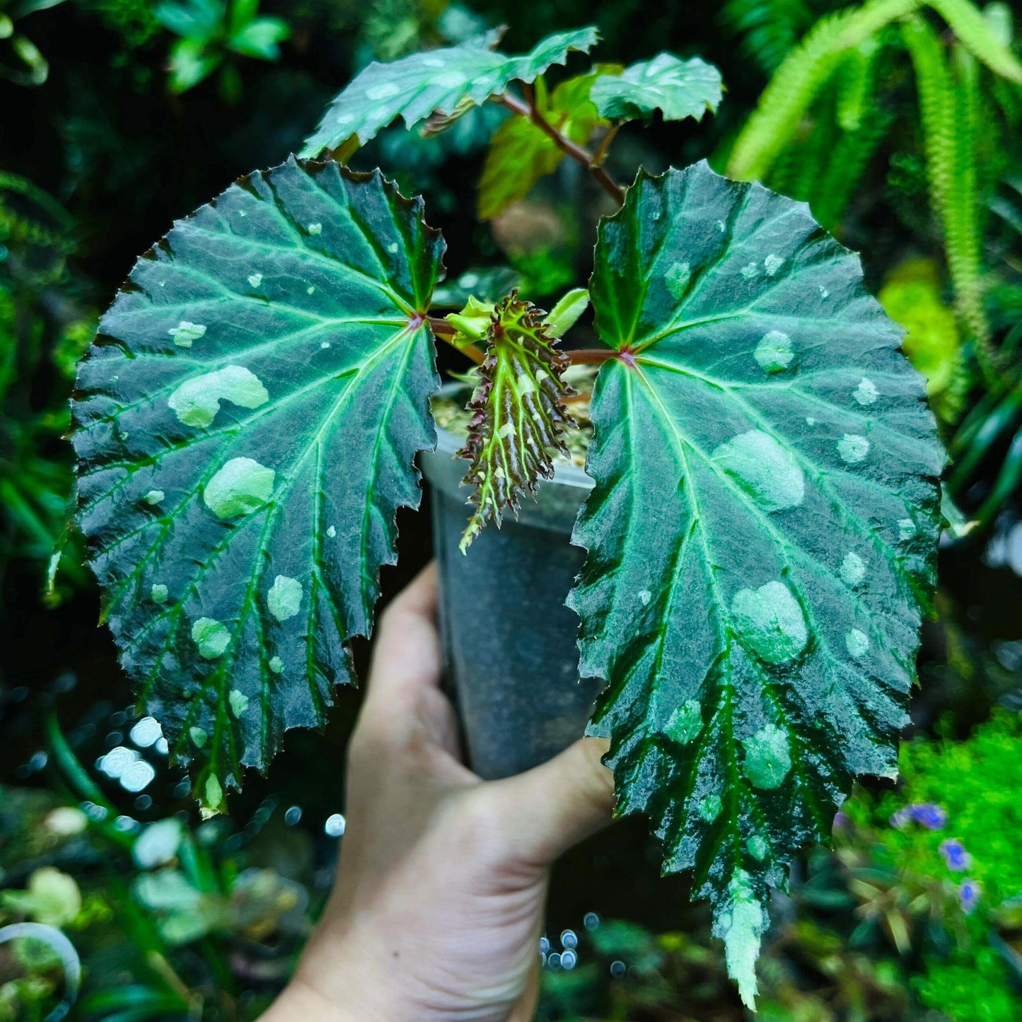 Begonia sp. Mantuk is a rare and captivating Begonia species native to the tropical forests of Sarawak, Borneo. Known for its iridescent foliage, this plant features large, glossy green leaves with white spots that shift in color under different environmental conditions. Depending on the light and humidity, the leaves can appear in shades of green, black, or blue, adding a dynamic visual element to your collection.