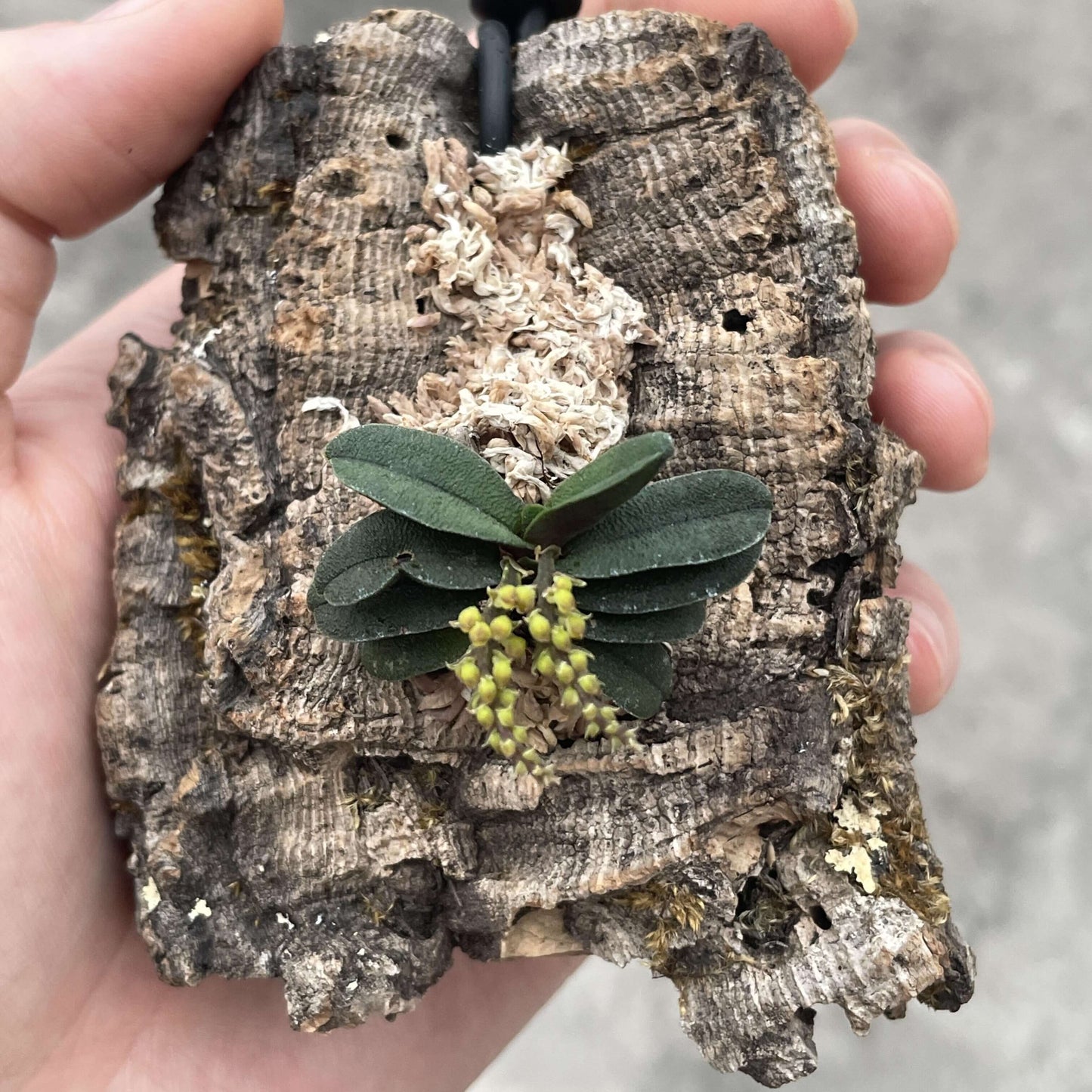 Schoenorchis tixieri is a diminutive and captivating orchid species native to southern Yunnan province in China and central Laos. This orchid is very small, making it perfect for terrariums where space and humidity can be carefully controlled.
